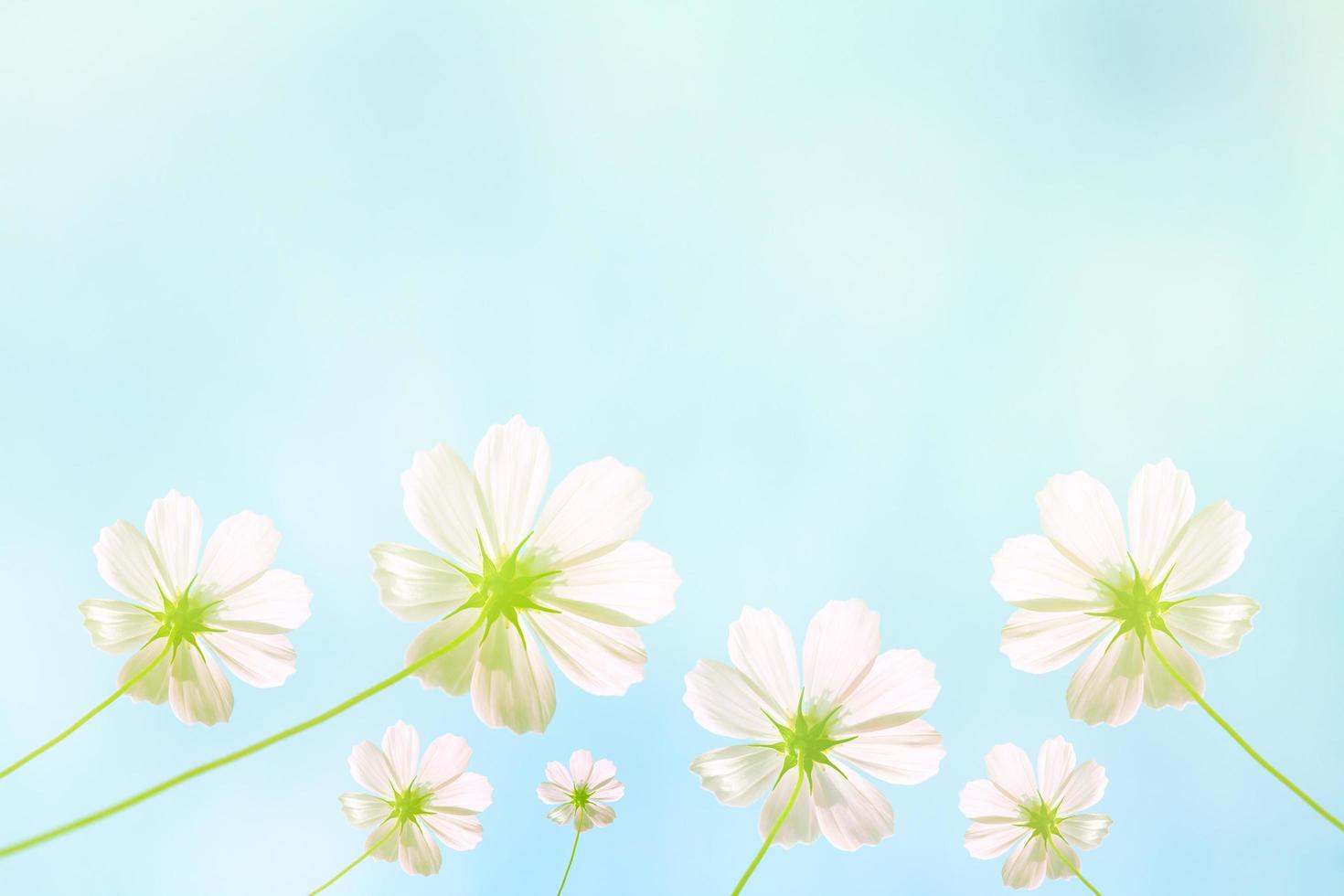 cosmos flowers against with blue background 11042939 Stock Photo at