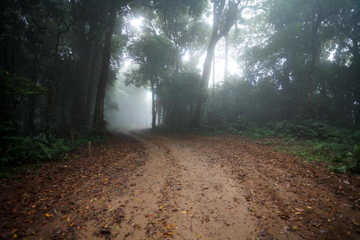 Fog in dirt country road passing through the forest photo