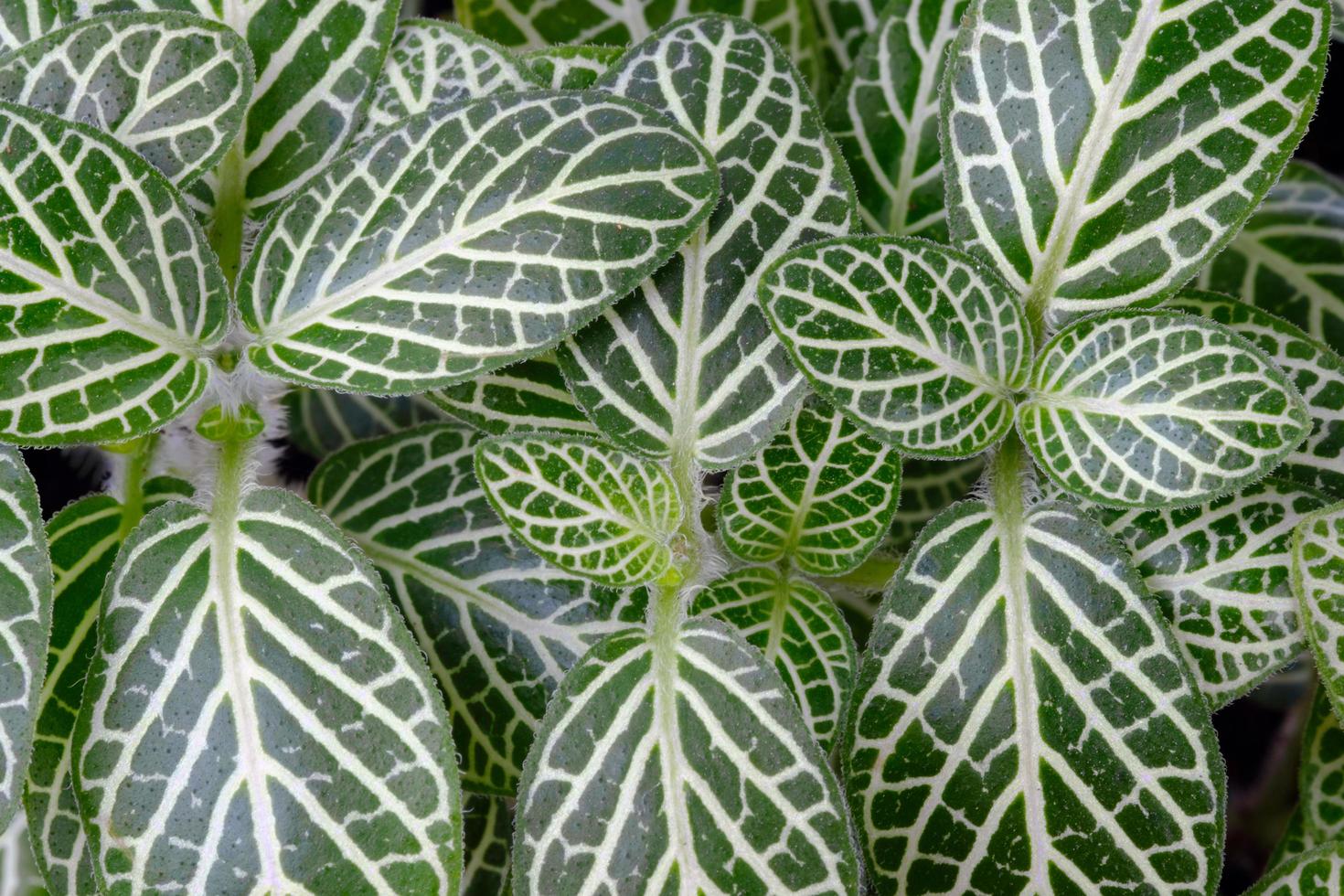 green leaf texture background photo