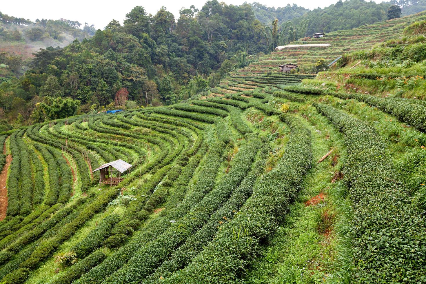 Tea plantation in the Doi Ang Khang, Chiang Mai, Thailand photo