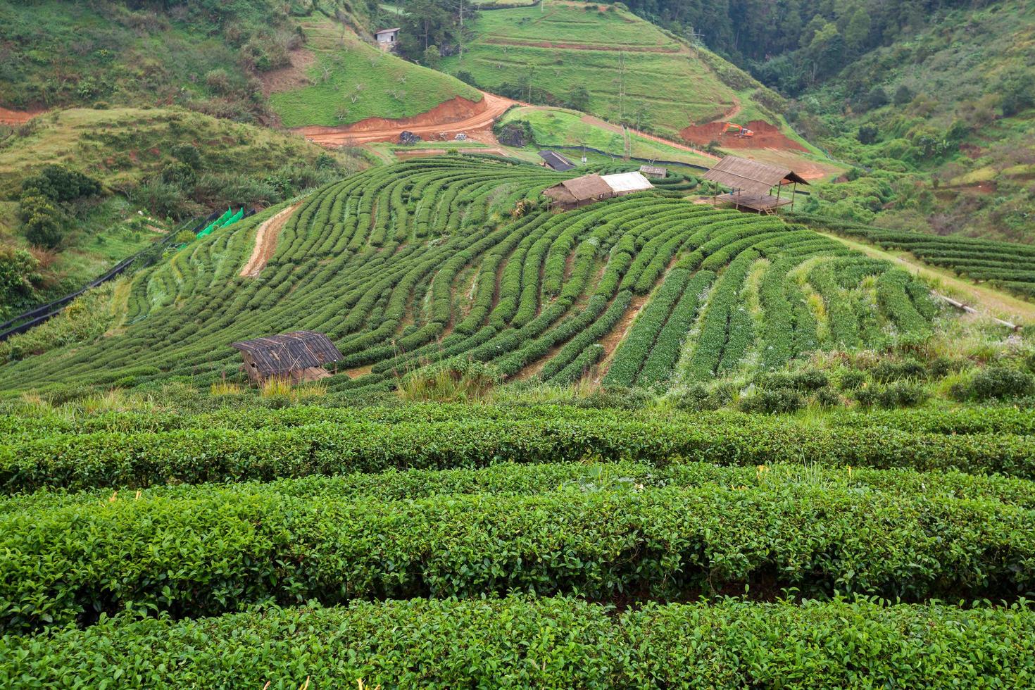 Plantación de té en el doi ang khang, Chiang Mai, Tailandia foto