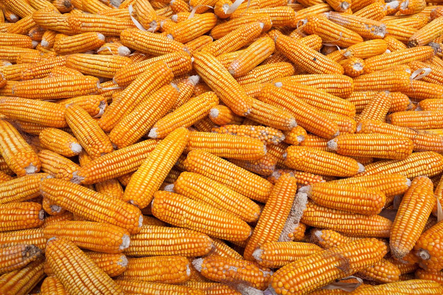 dry corn background 11043257 Stock Photo at Vecteezy