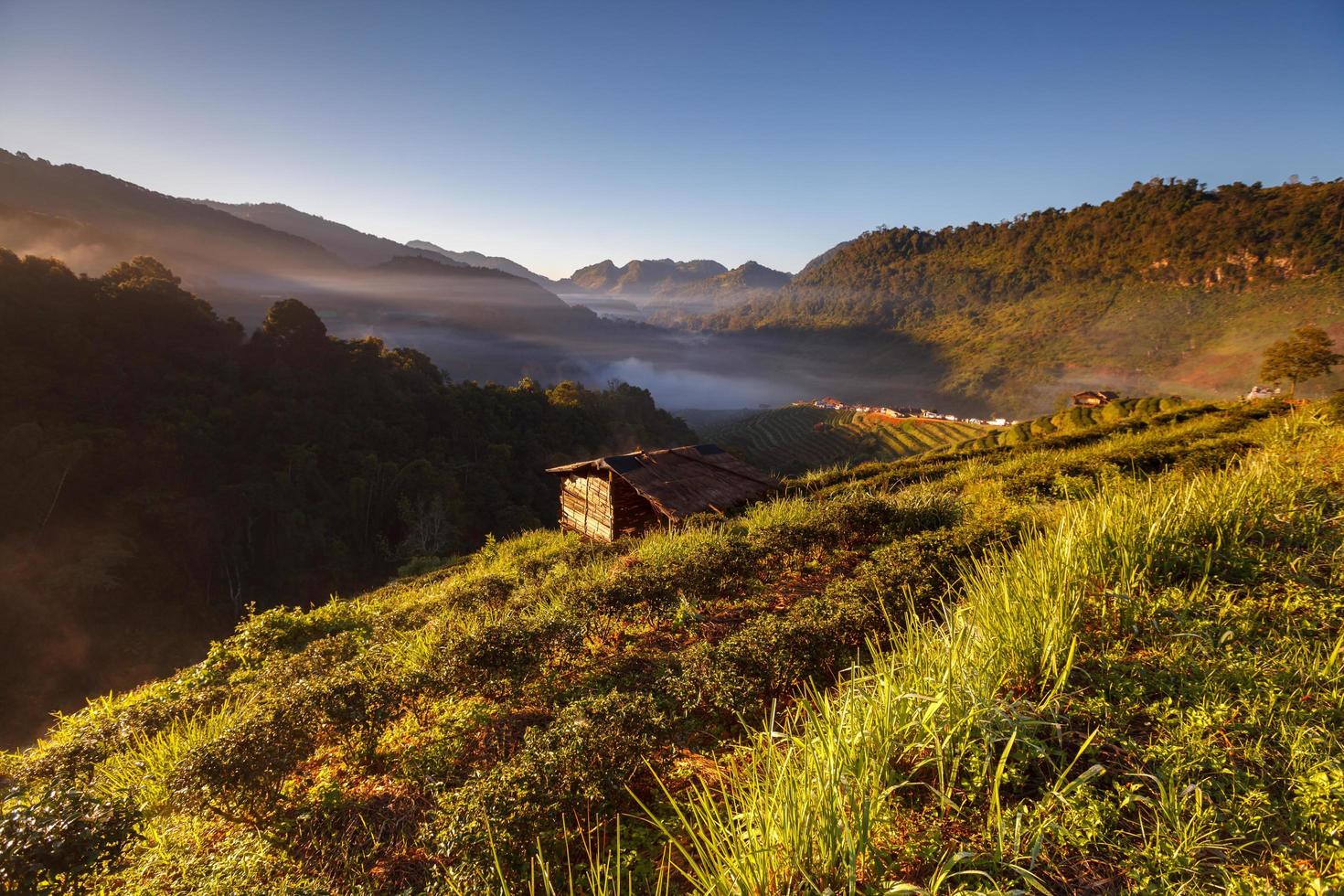 plantación de té de la mañana brumosa en el doi ang khang, chiang mai, tailandia foto