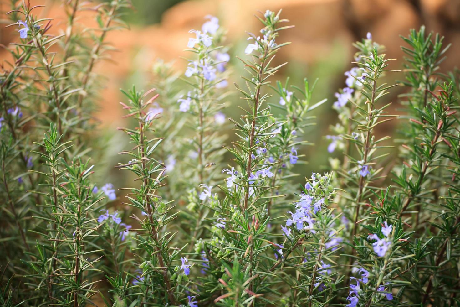 rosemary flower in graden photo