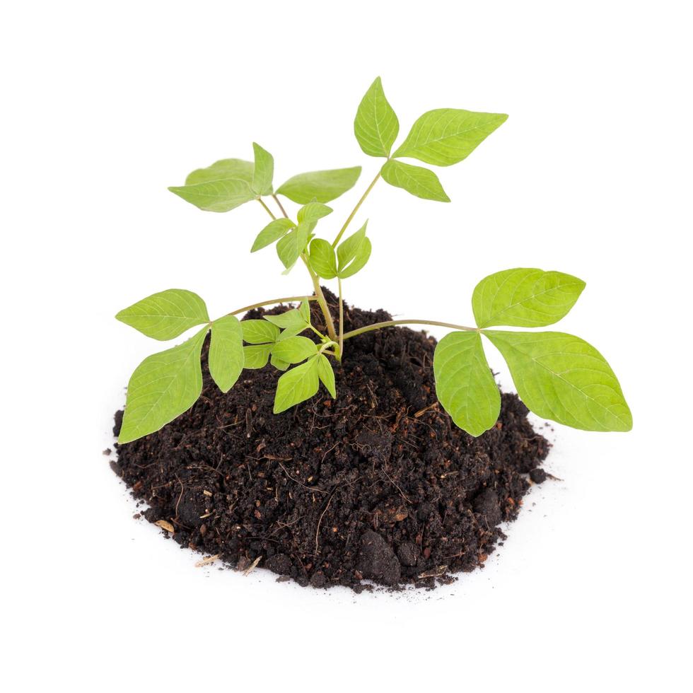 Growing young plant on white background photo