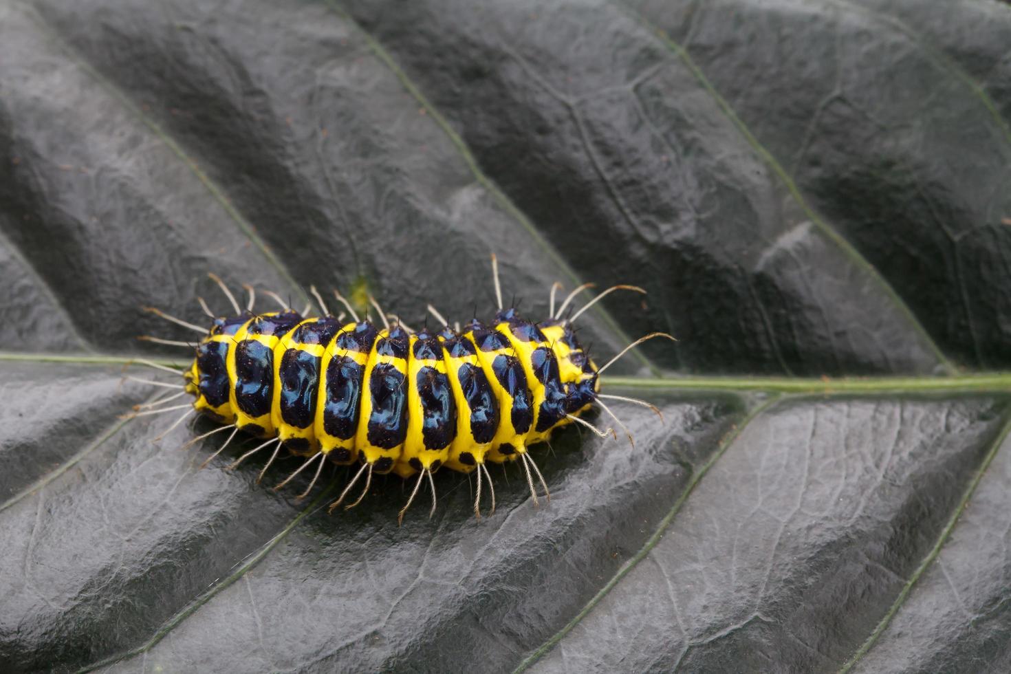 Caterpillars on leaves photo