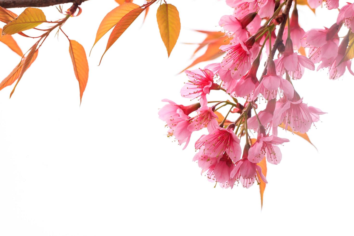 Close up branch with pink sakura blossoms photo