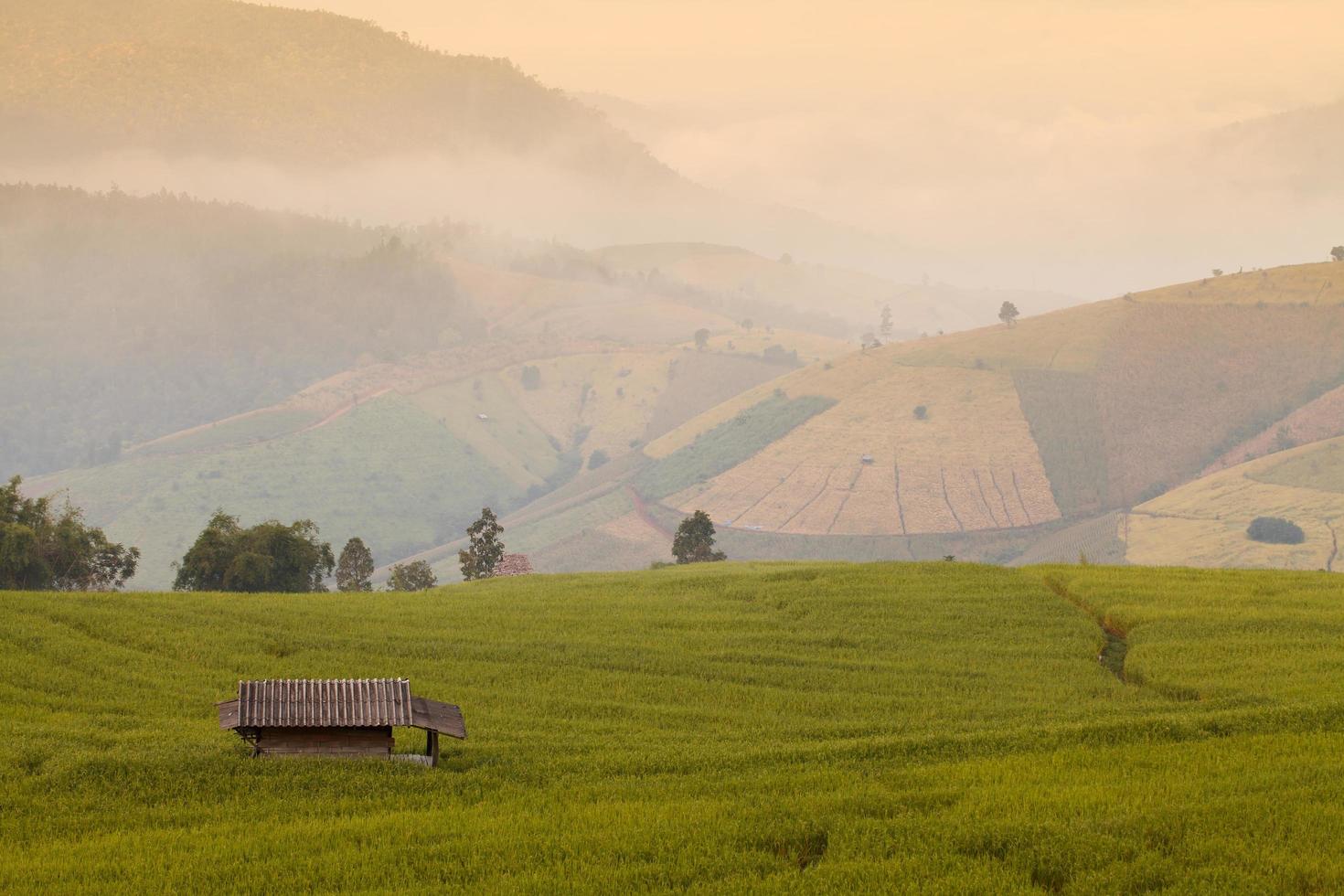 Green Terraced Rice Field during sunrise at Ban Pa Bong Peay in Chiangmai, Thailand photo