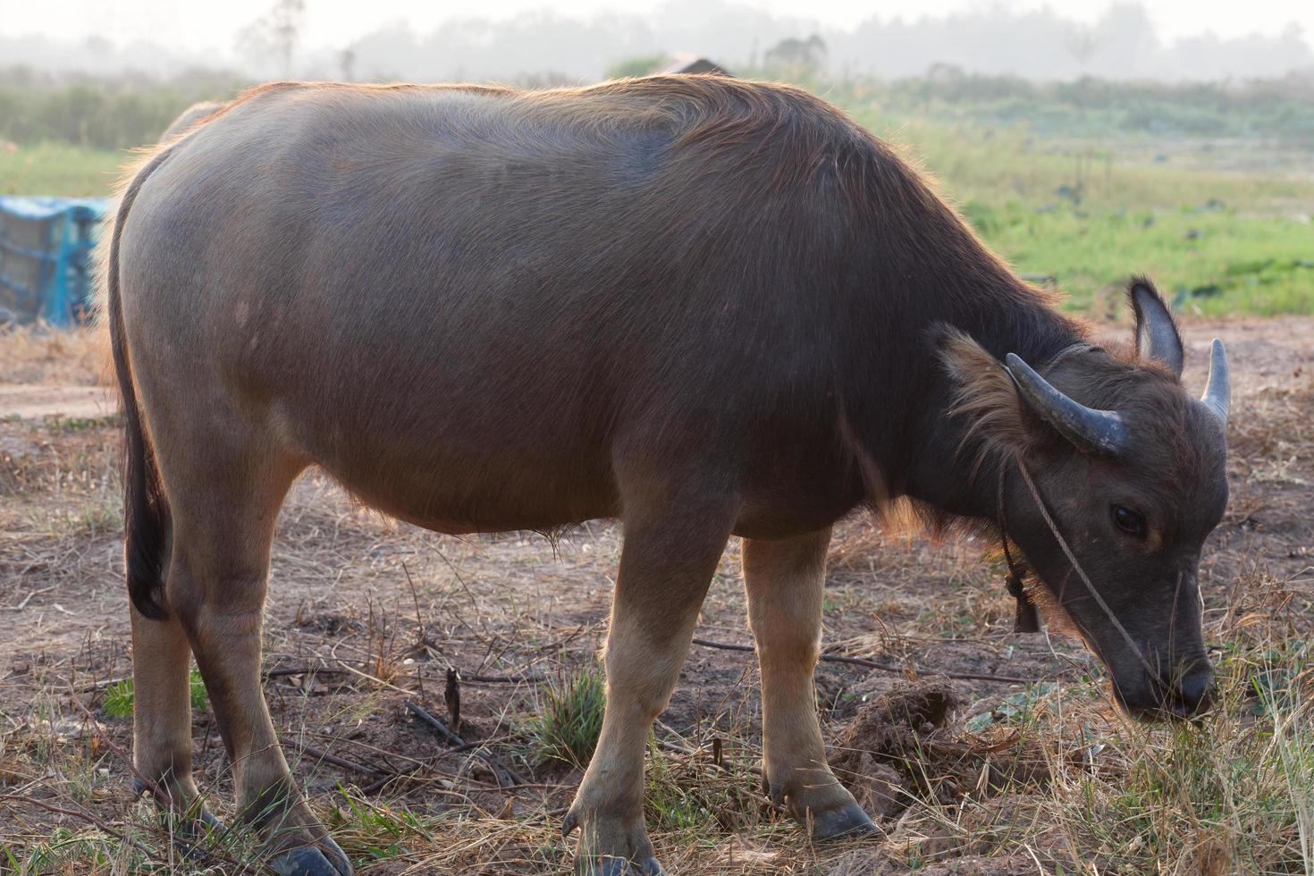 buffalo in the field thailand photo