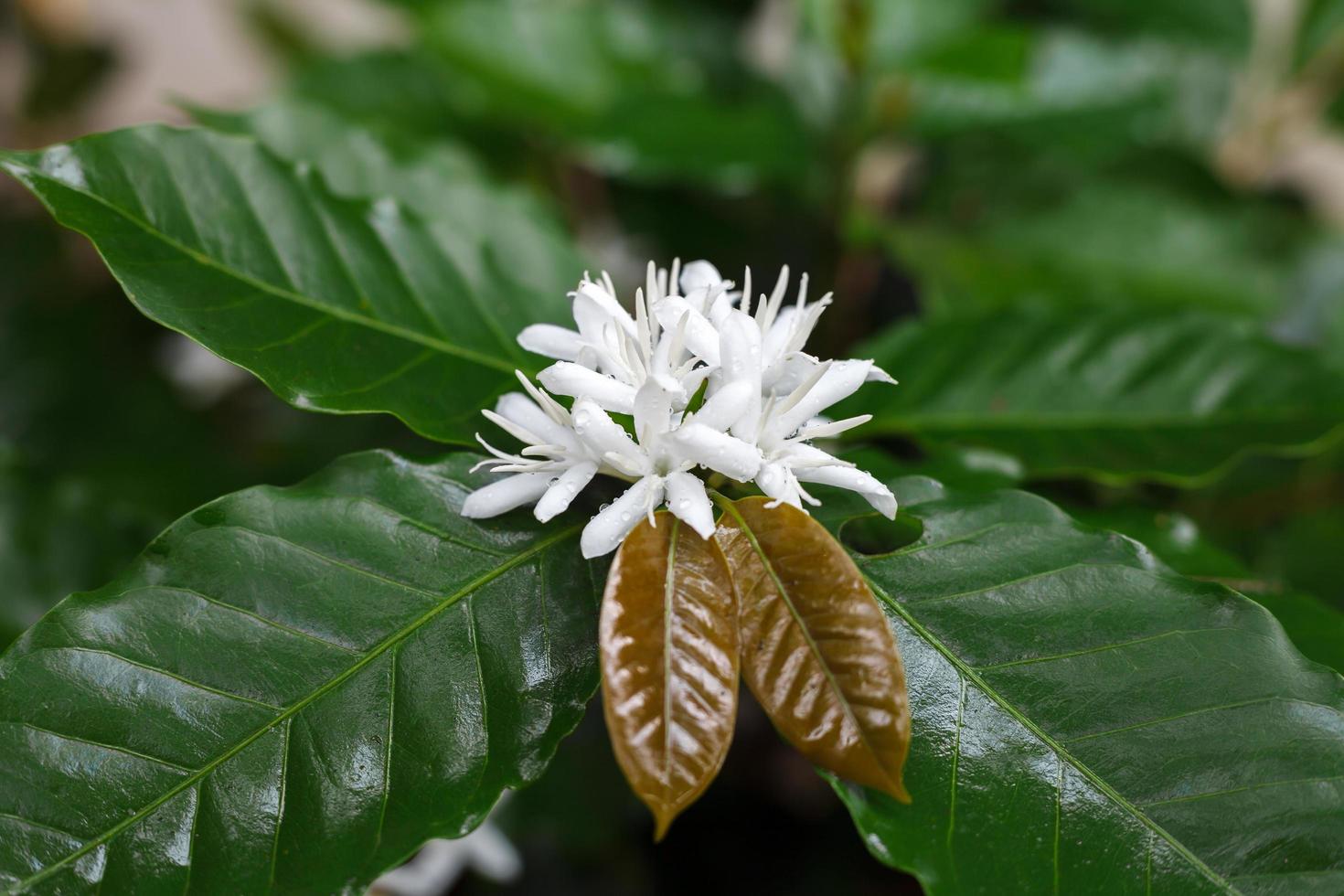 Coffee tree blossom with white color flower photo