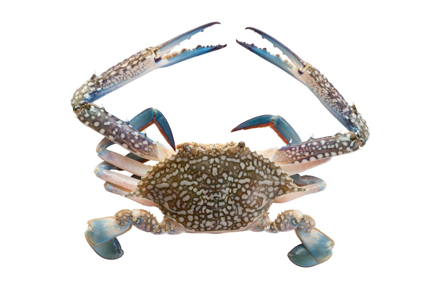 horse crab on white photo