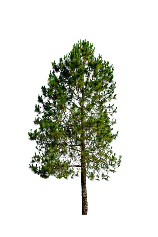 pine tree isolate on white photo