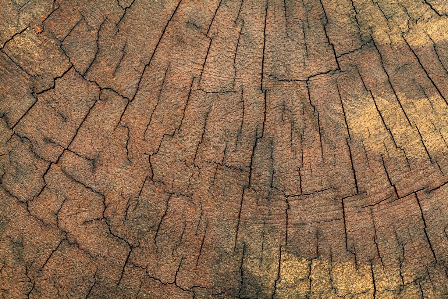 old tree stump texture background photo