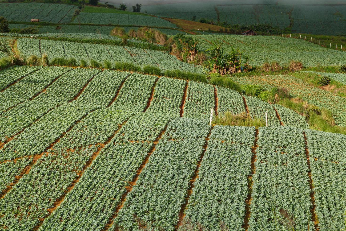 Many green cabbages in the agriculture fields at Phutabberk Phetchabun, Thailand photo