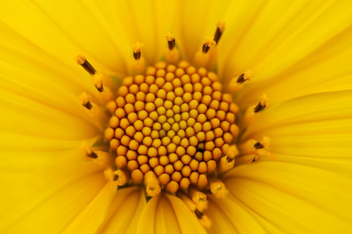 cerrar la hierba de girasol mexicana foto