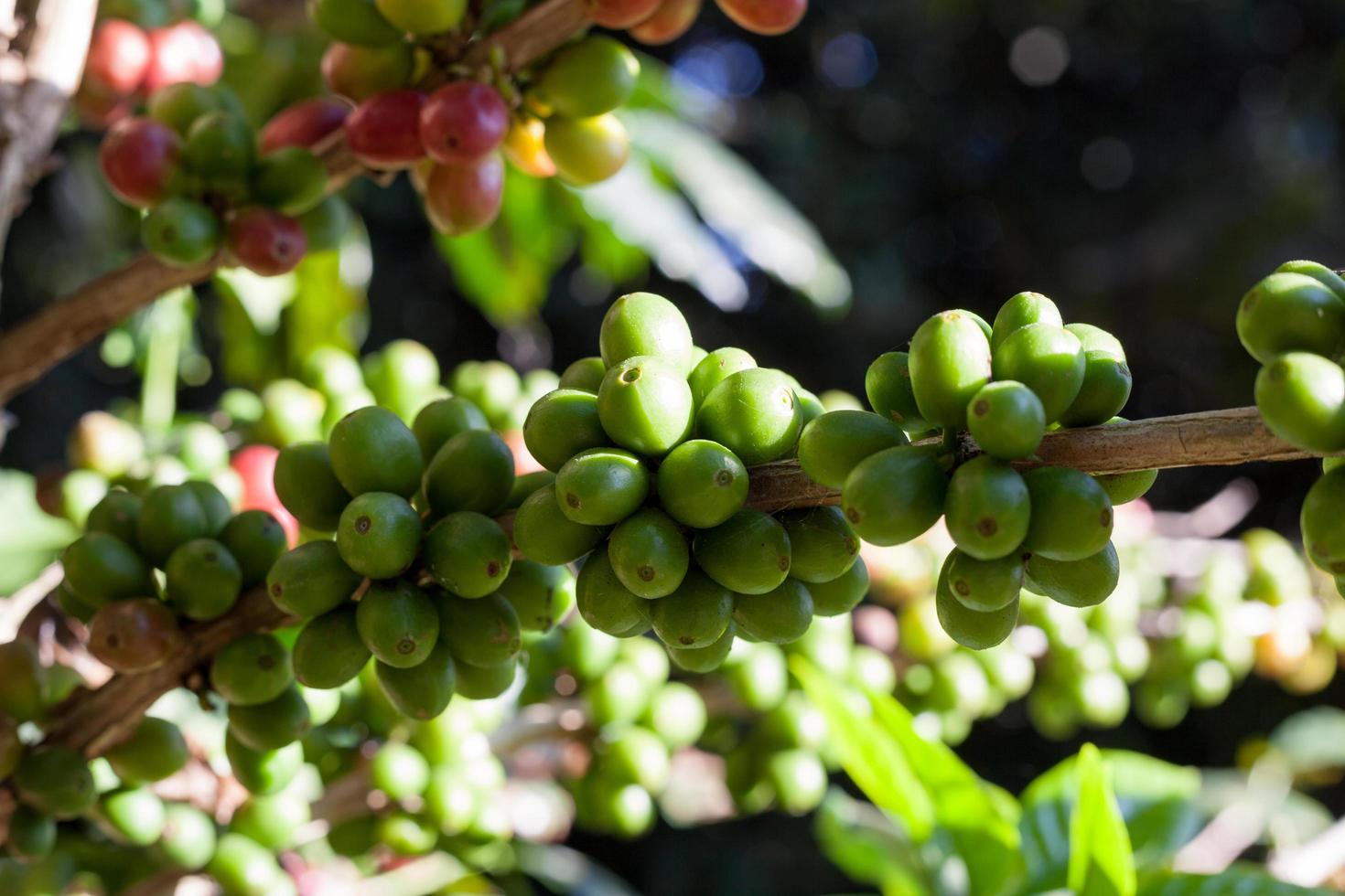 Coffee beans ripening on tree in North of thailand photo