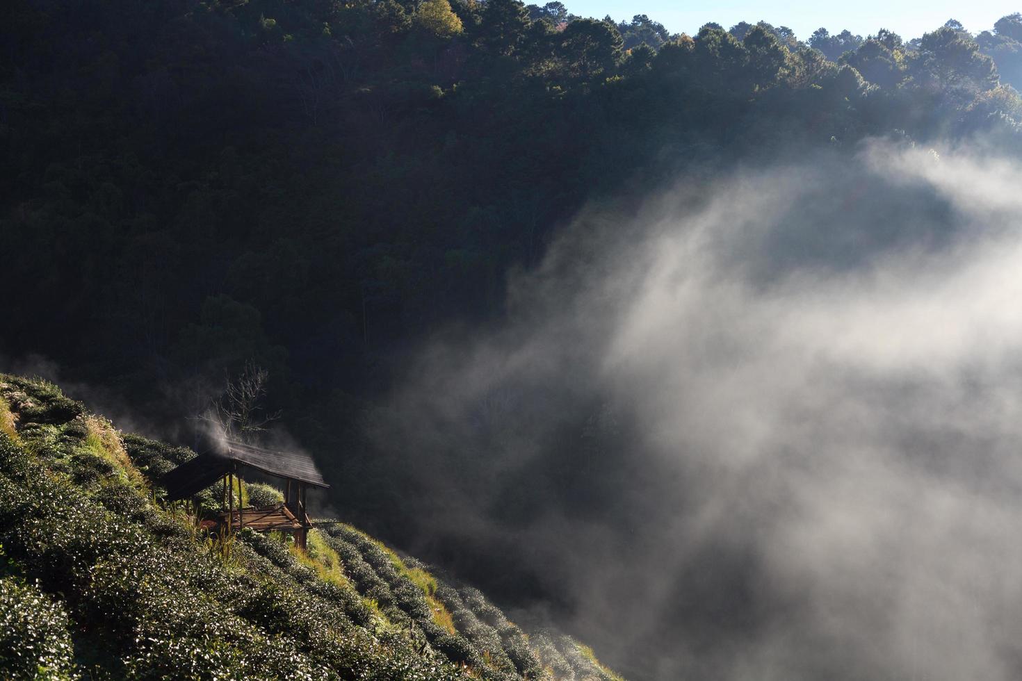 Fog in Tea plantation in the Doi Ang Khang, Chiang Mai, Thailand photo