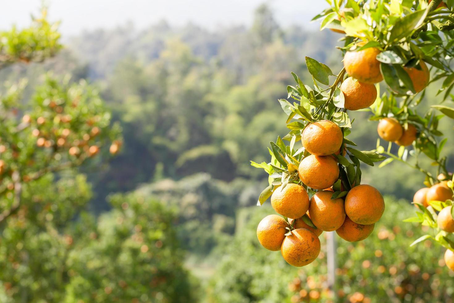 Orange tree in graden photo