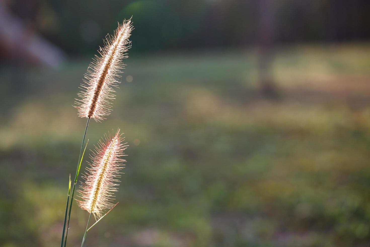 Foxtails grass under sunshine ,close-up selective focus photo