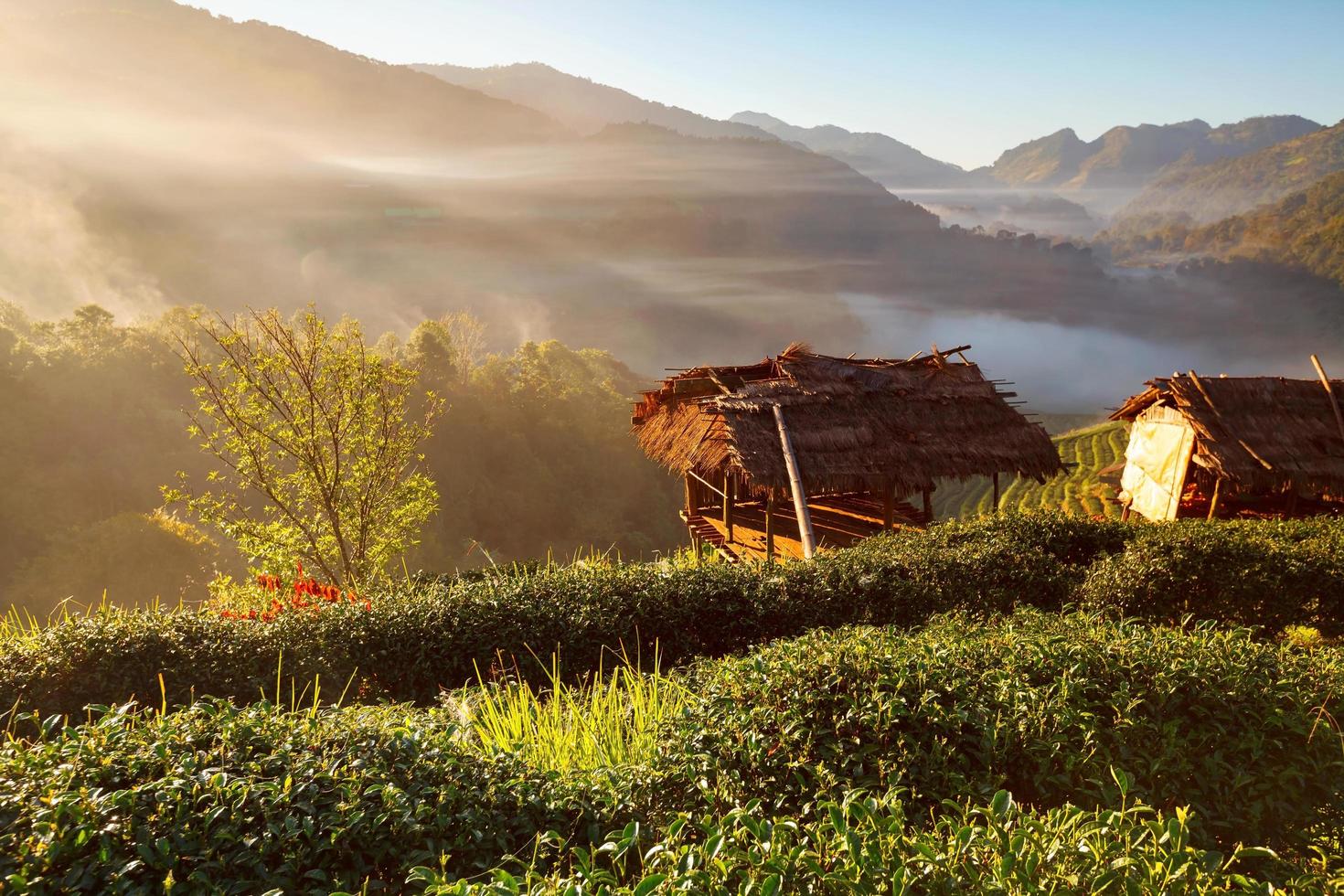Misty morning sunrise in tea plantation at Doi Ang Khang, Chiang Mai, Thailand photo