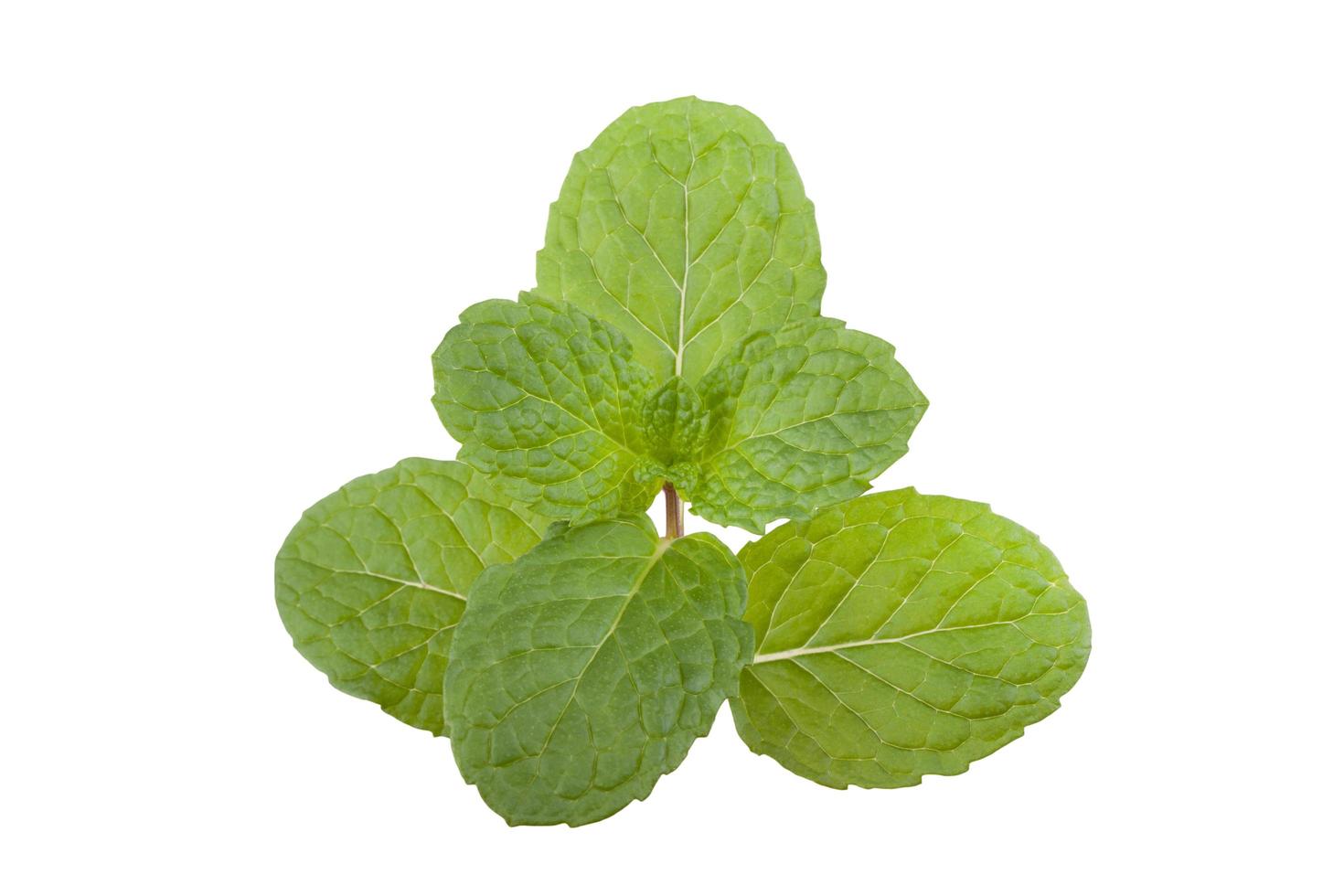 Green peppermint leaves on white background 11044324 Stock Photo at Vecteezy