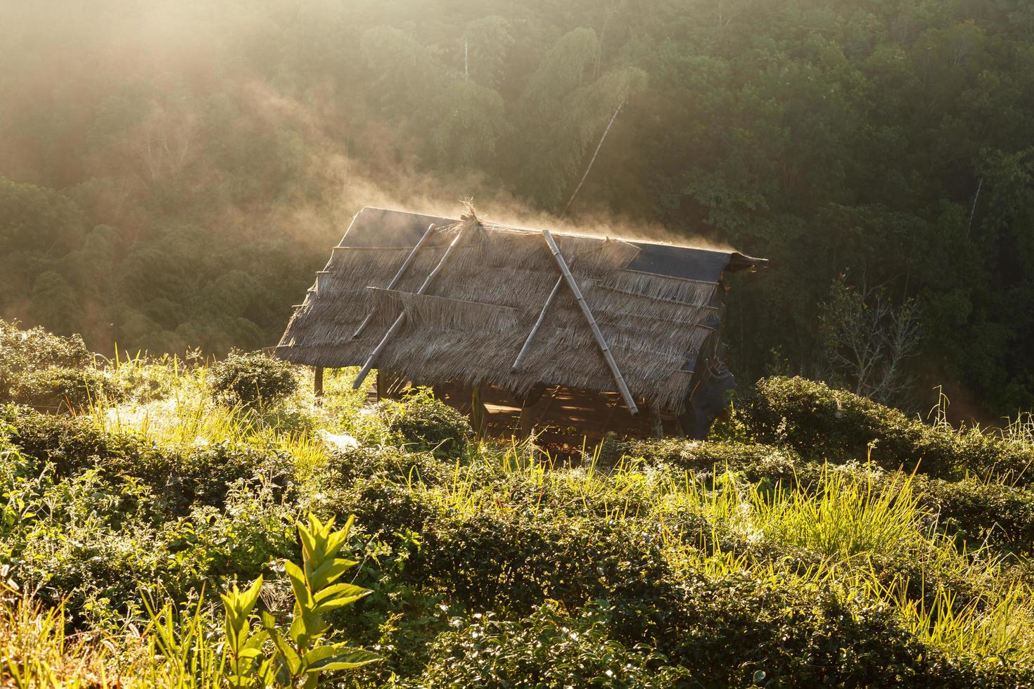 Misty morning sunrise in tea plantation and hut at Doi Ang Khang, Chiang Mai, Thailand photo