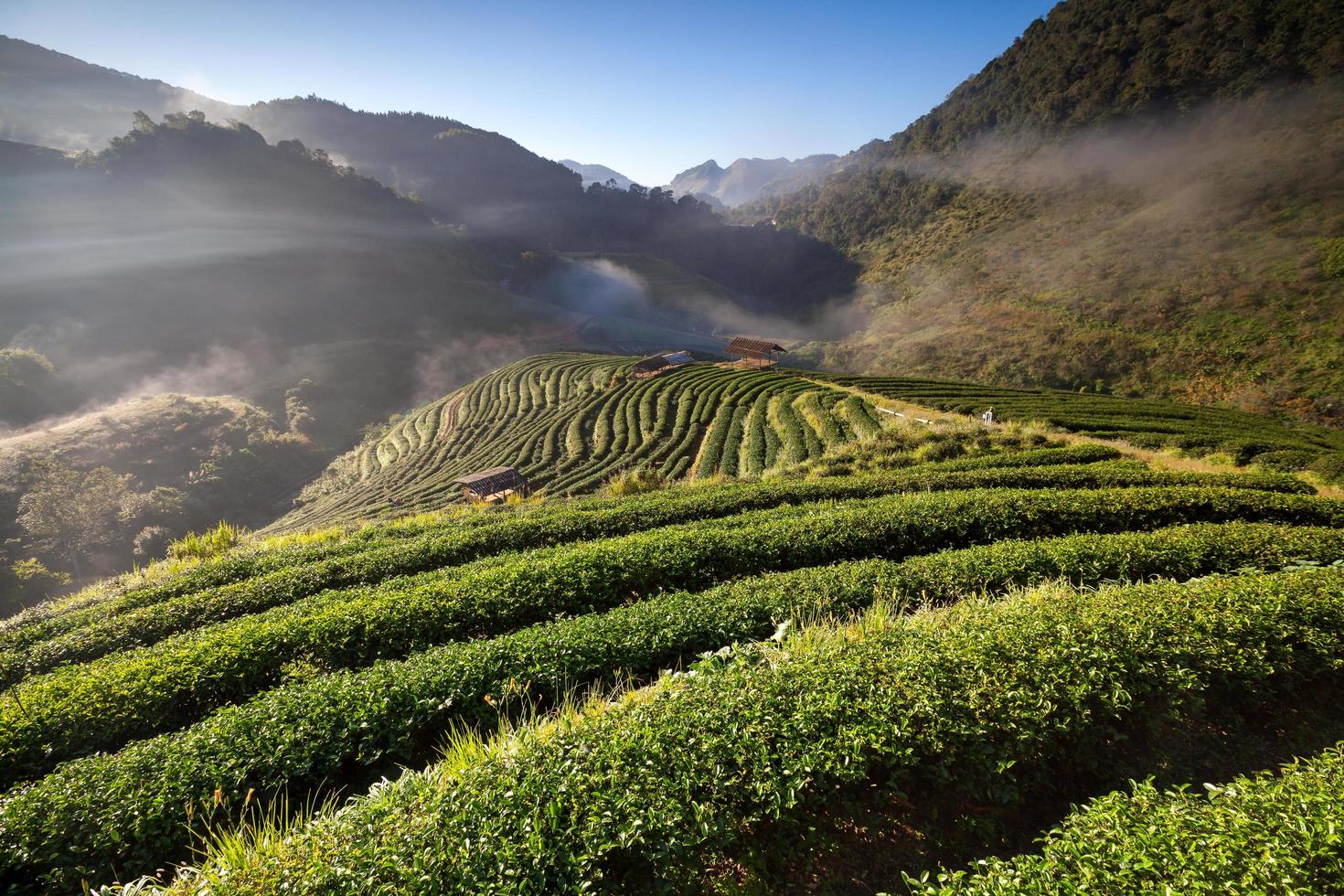Plantación de té en el doi ang khang, Chiang Mai, Tailandia foto