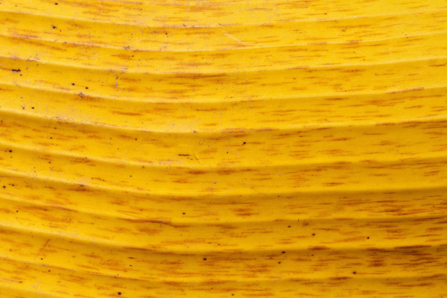 closeup of yellow banana leaf texture background photo