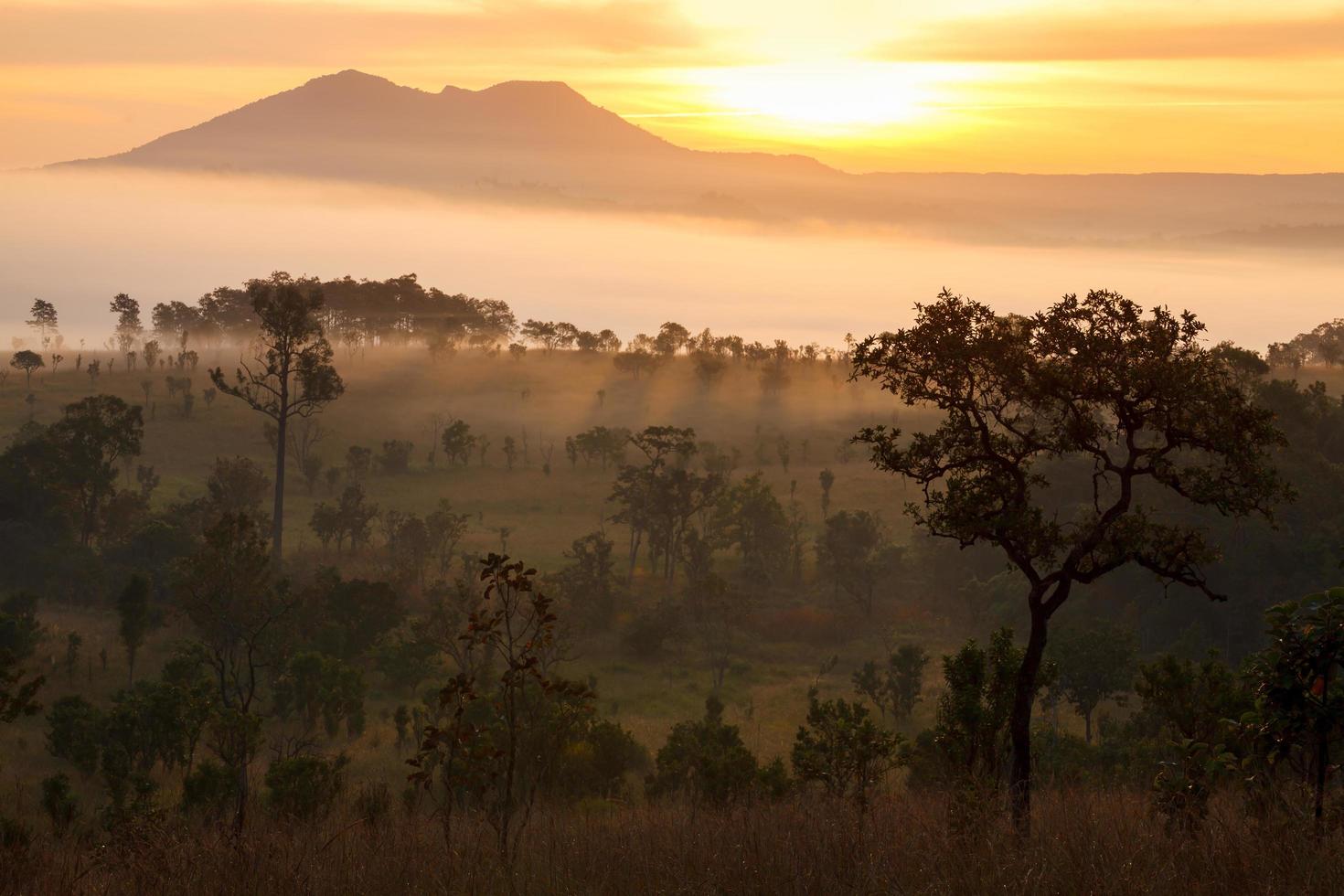 Brumoso amanecer en la montaña en el parque nacional de Thung Salang Luang Phetchabun, Tailandia foto