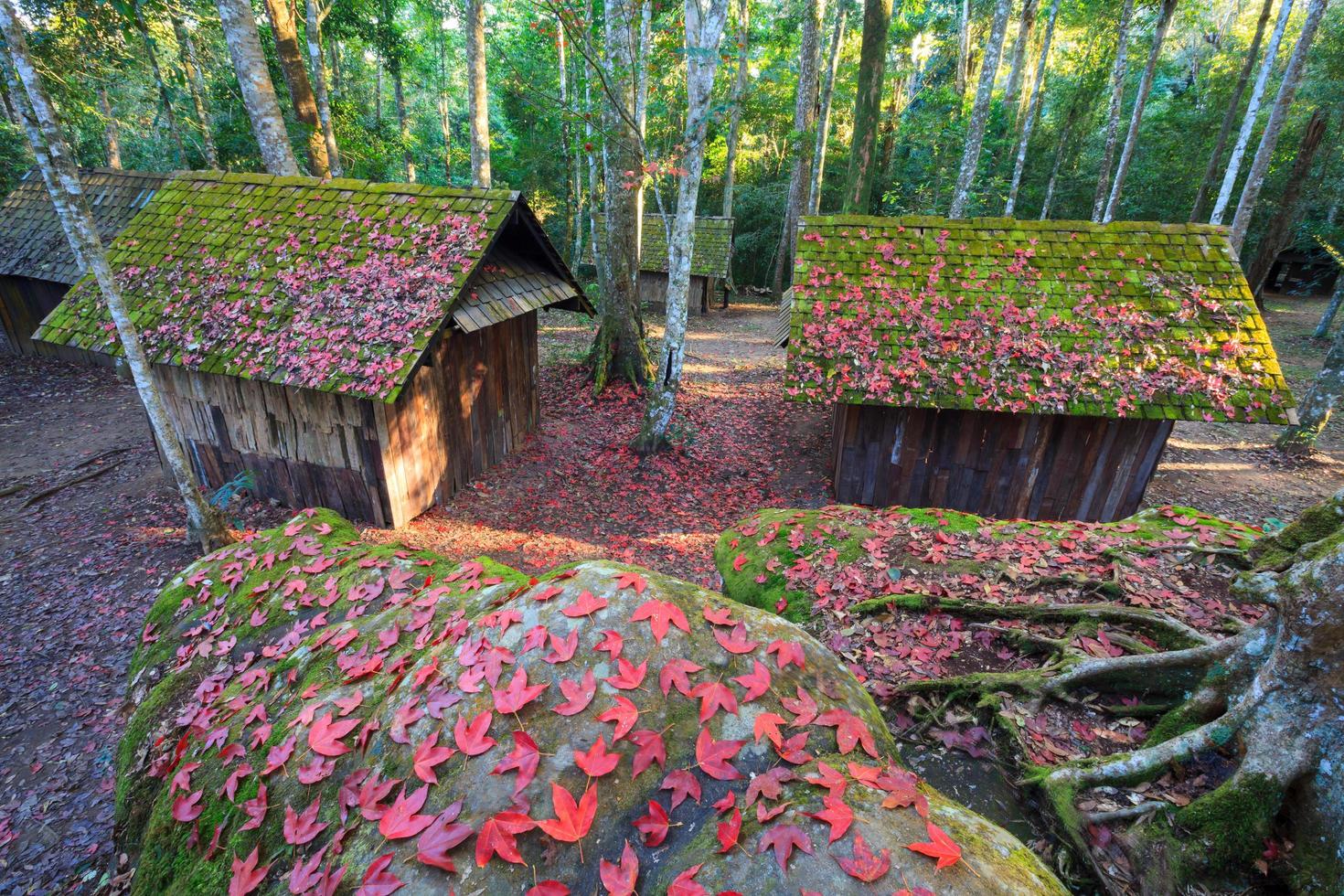 hoja de arce roja con escuela política y militar en el parque nacional phu hin rong kla, tailandia foto