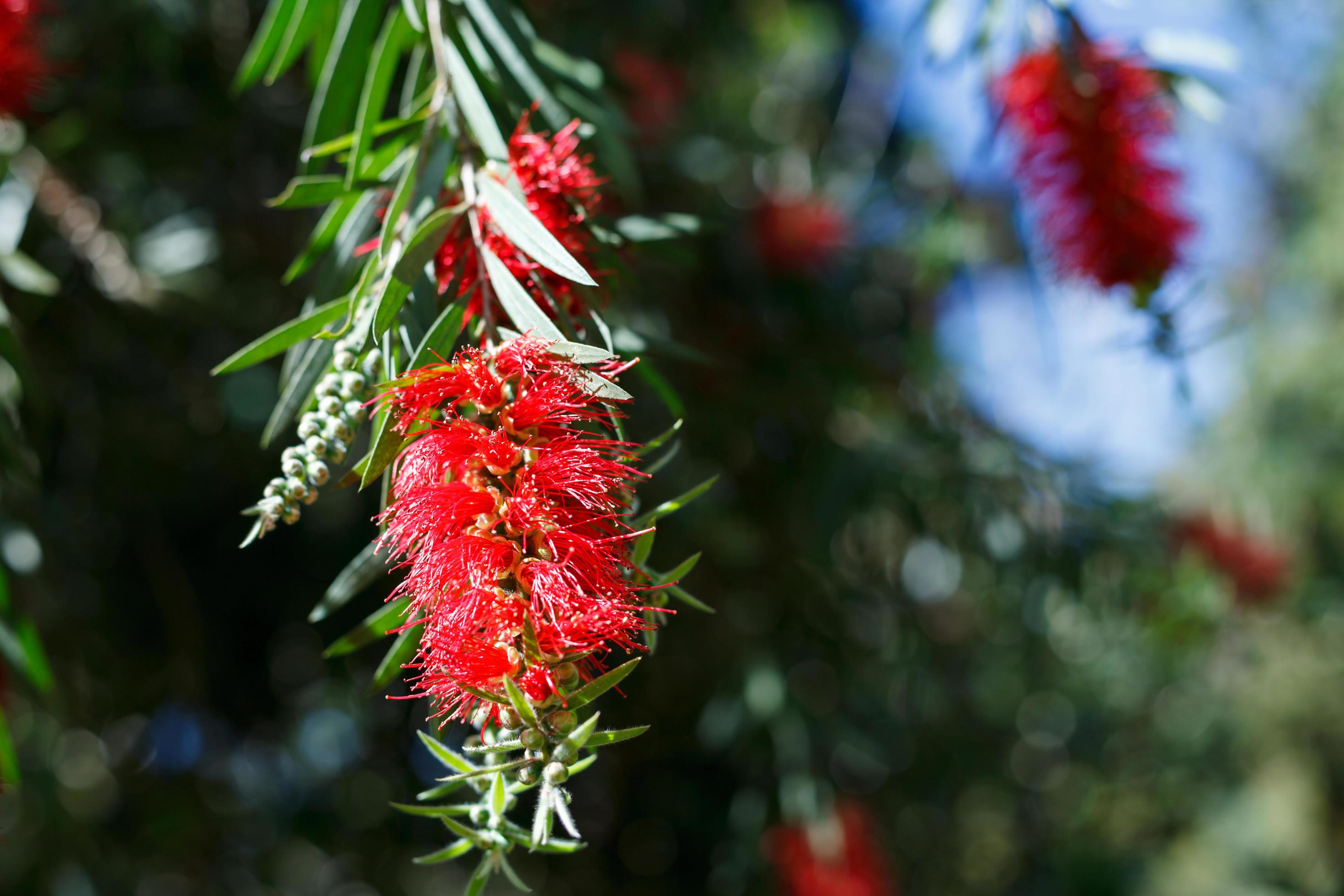 Red bottlebrush flowers in bloom 11044730 Stock Photo at Vecteezy