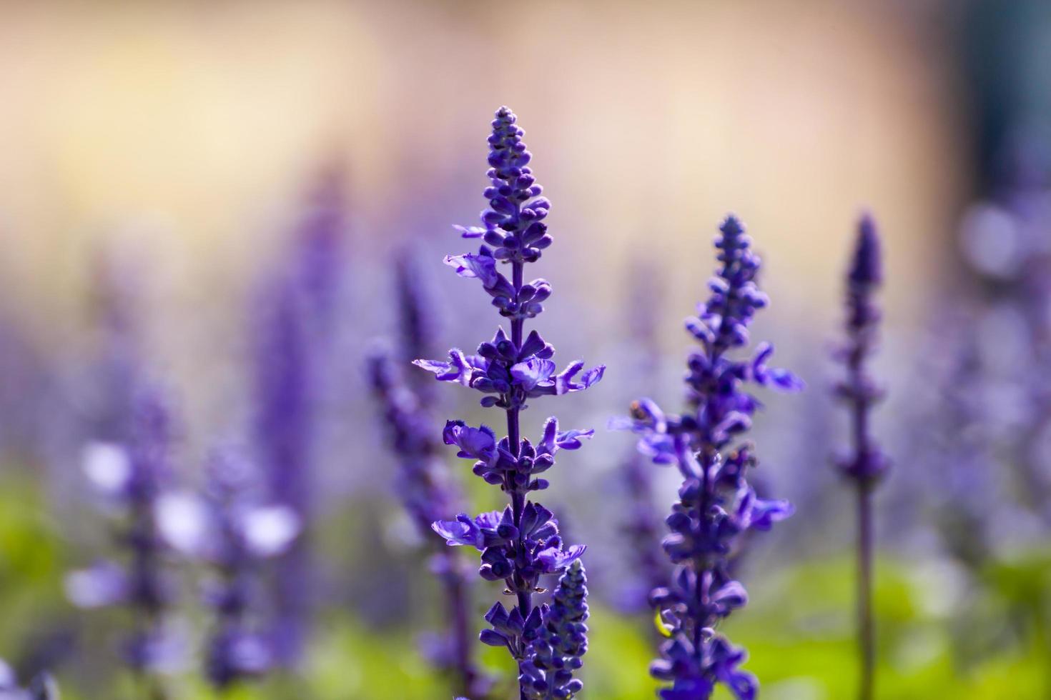 flores de lavanda, primer plano, enfoque selectivo foto