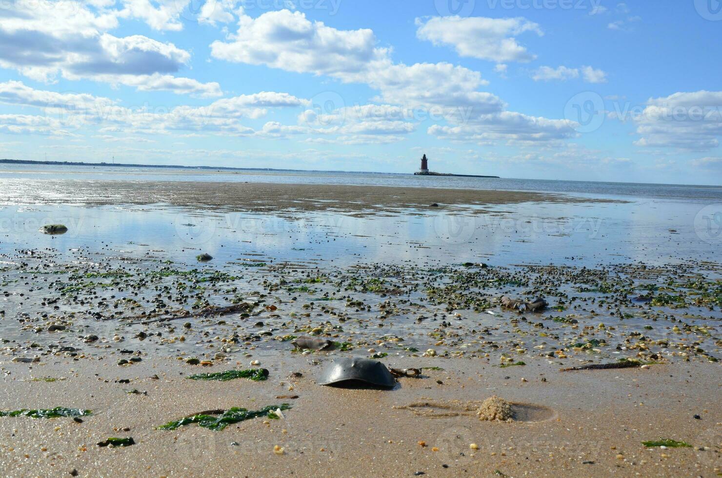 horseshoe crab shells and lighthouse and water at beach photo