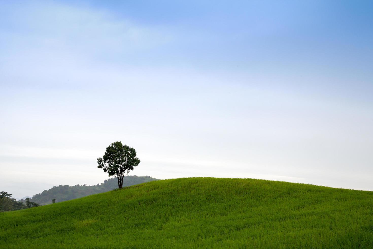 Trees on the hill with blue sky photo