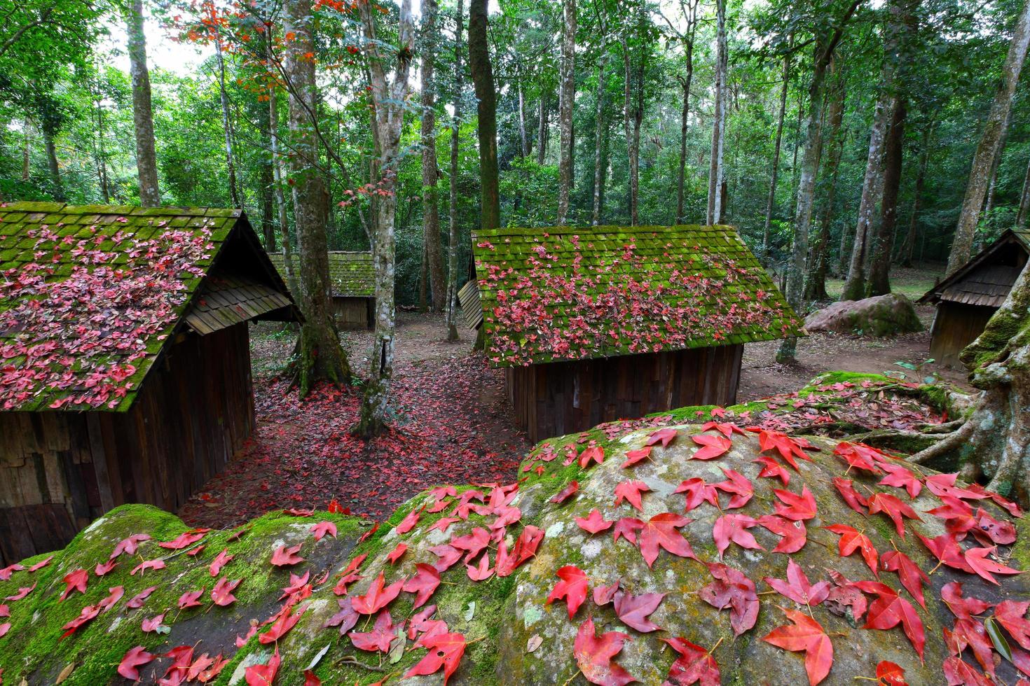 hoja de arce roja con escuela política y militar en el parque nacional phu hin rong kla, tailandia foto