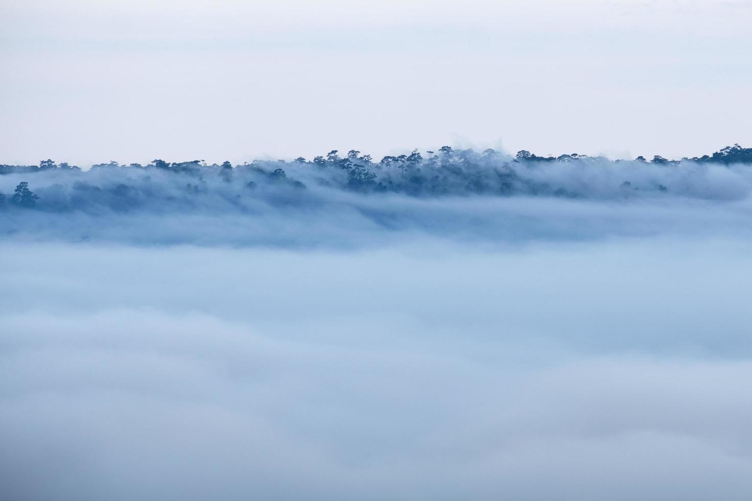 Fog in forest with morning sunrise at Khao Takhian Ngo View Point at Khao-kho Phetchabun,Thailand photo