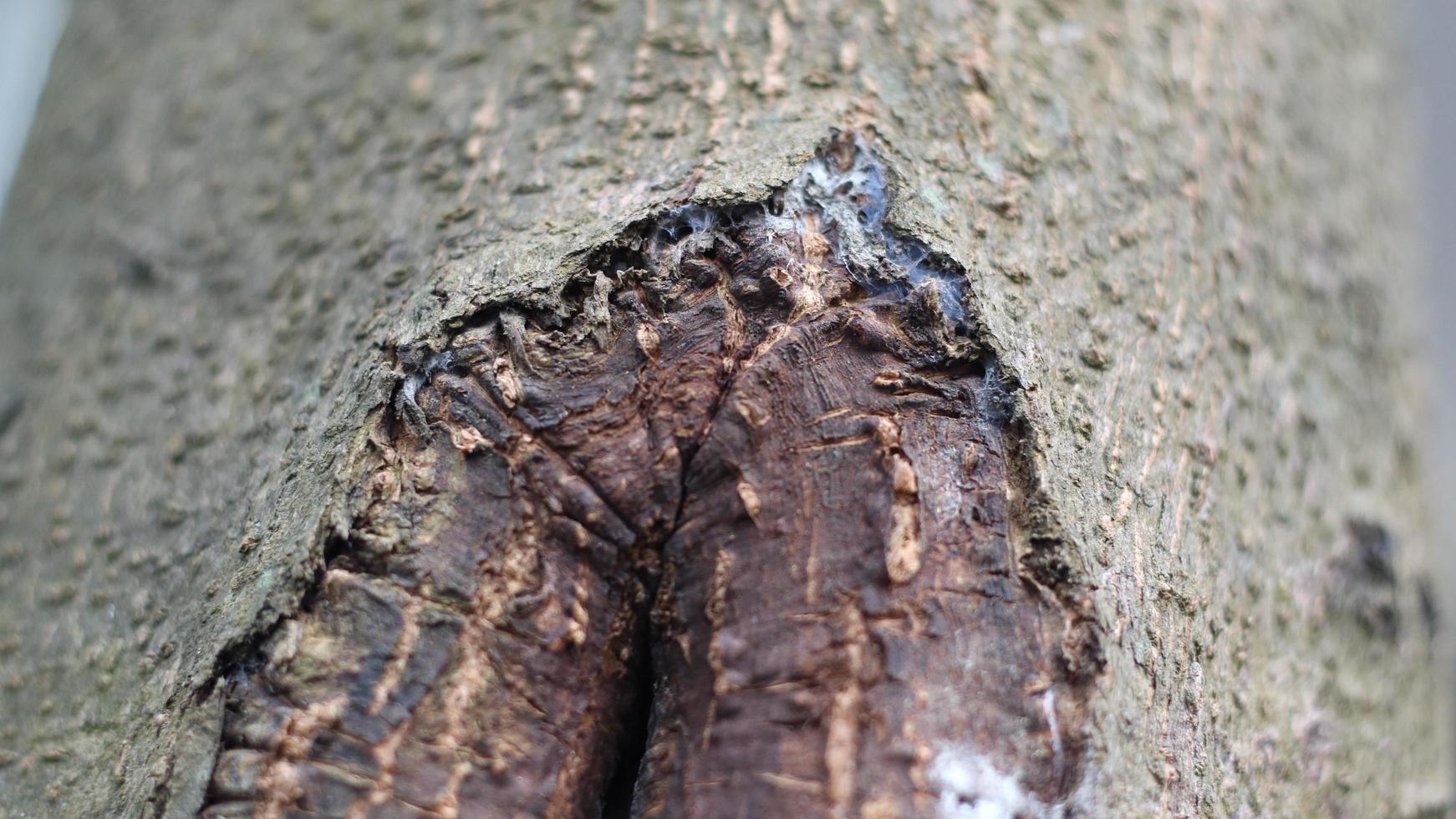 Tree bark dries up during the dry season looks unique and beautiful photo