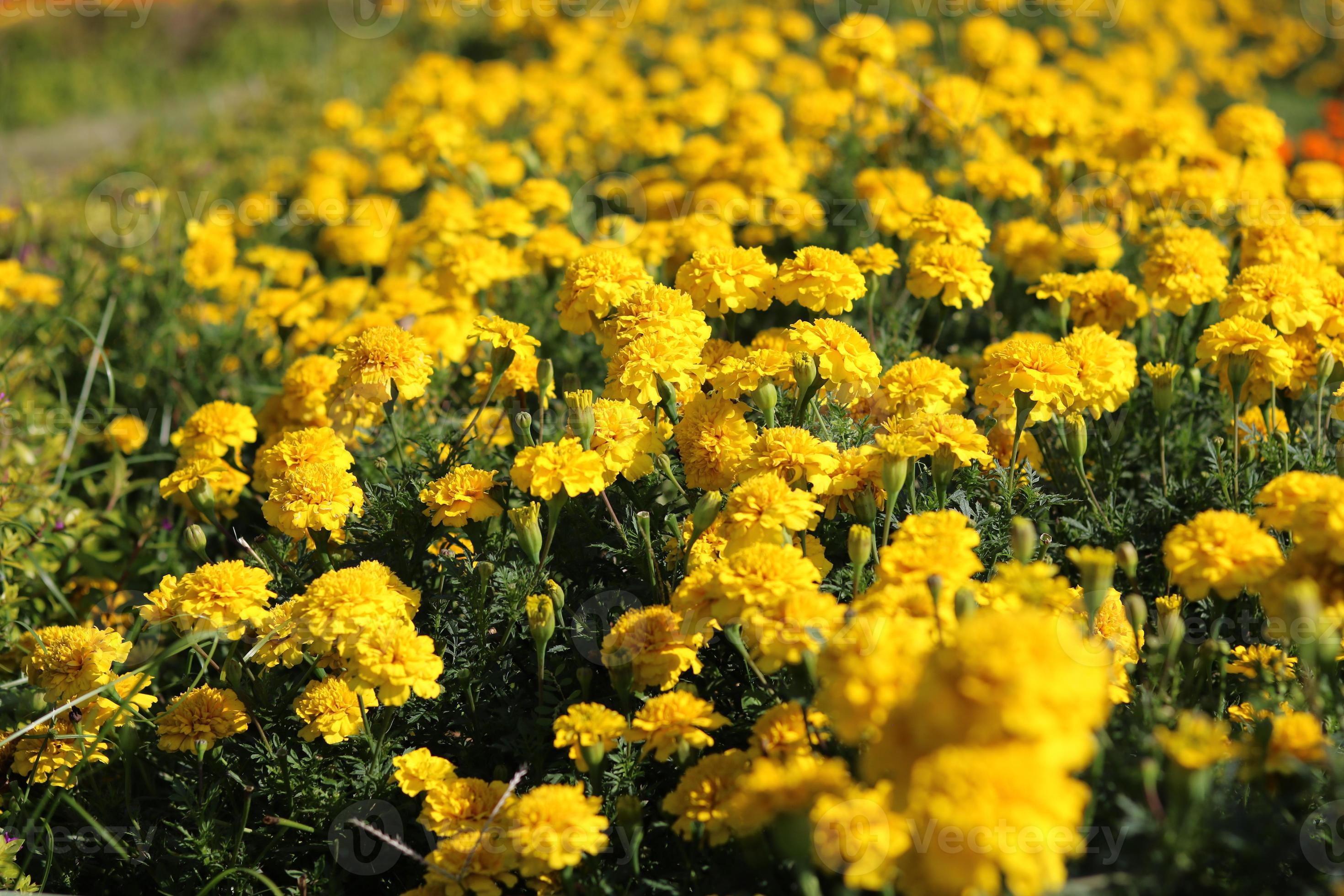 Marigold tagetes in yellow color. Beautiful flower photo for background and  wallpaper 11045810 Stock Photo at Vecteezy