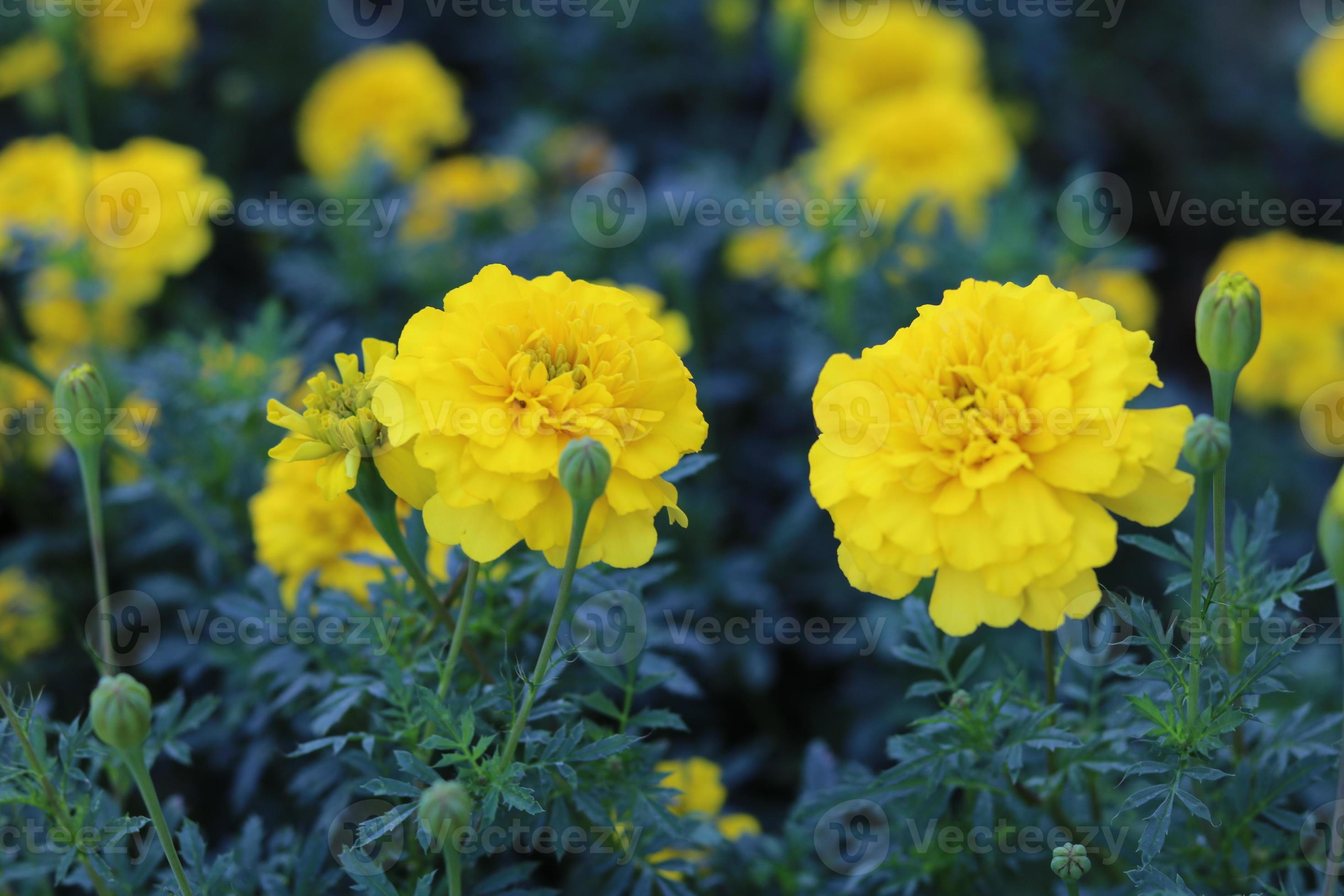 Marigold tagetes in yellow color. Beautiful flower photo for background and  wallpaper 11045812 Stock Photo at Vecteezy