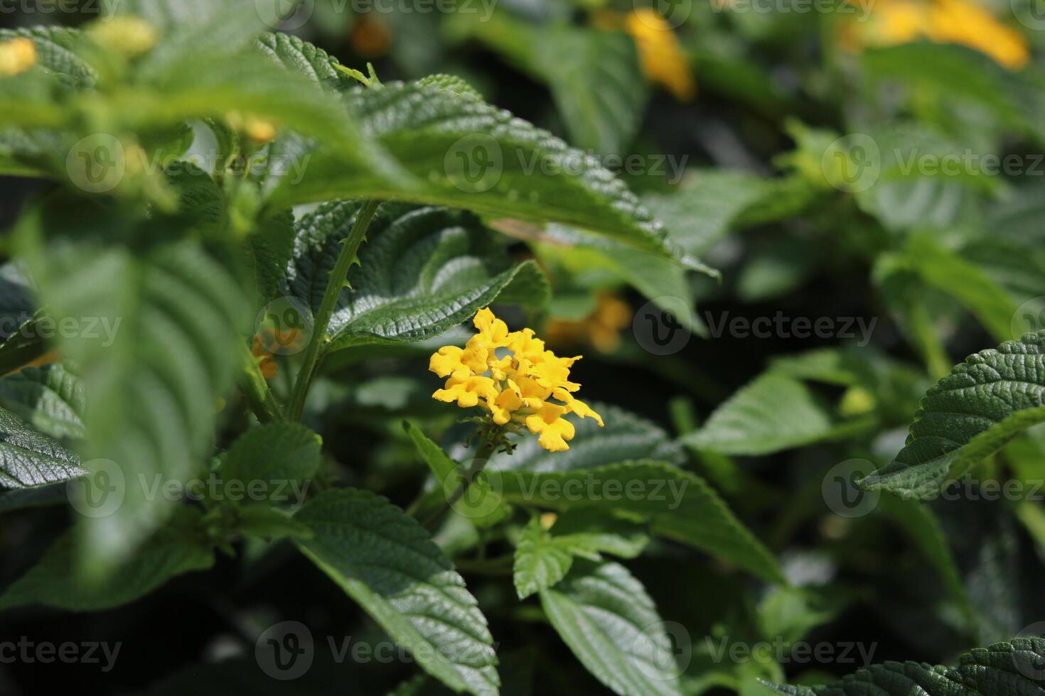 West Indian Lantana, colorful lantana camara in yellow color. Floral