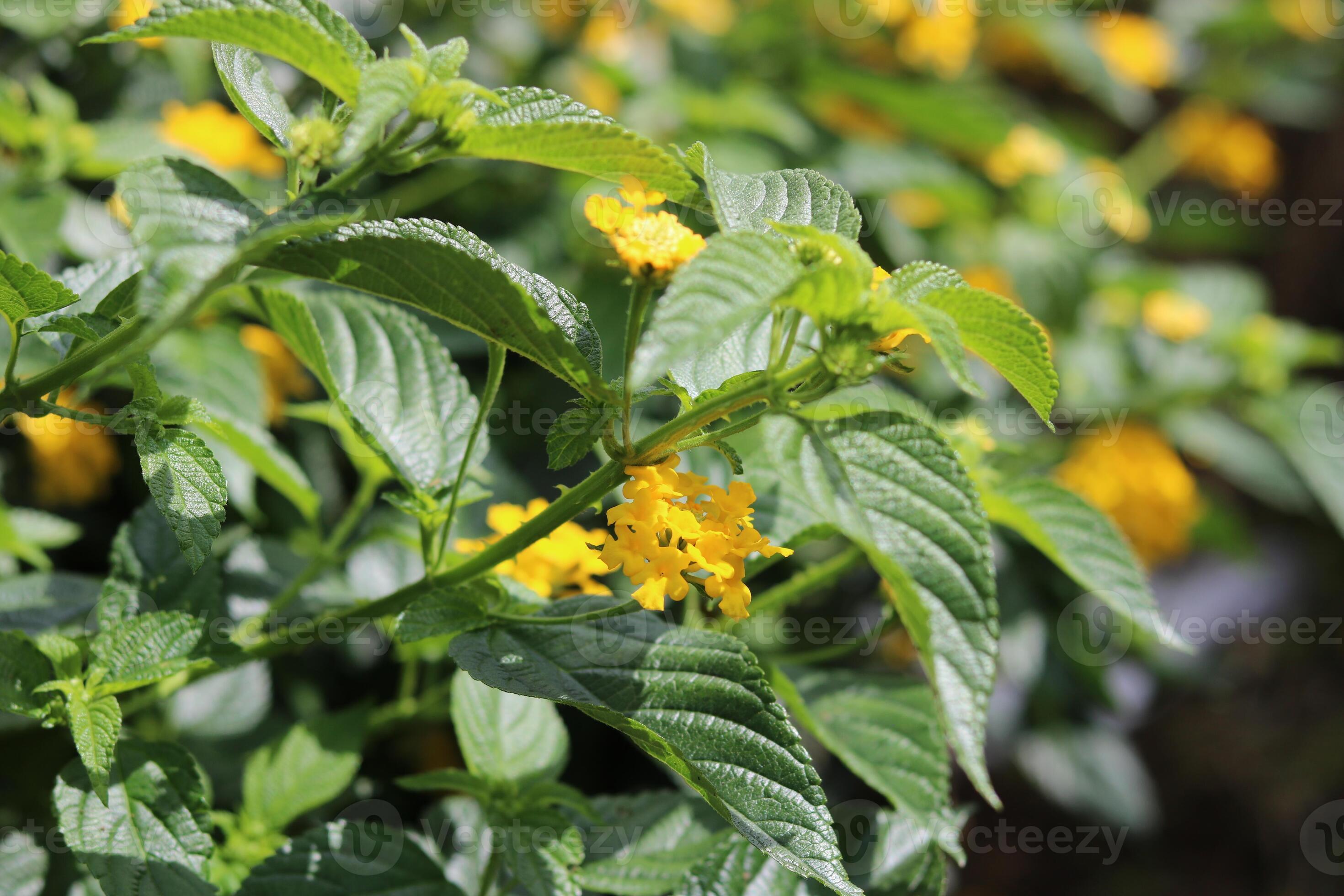West Indian Lantana, colorful lantana camara in yellow color. Floral