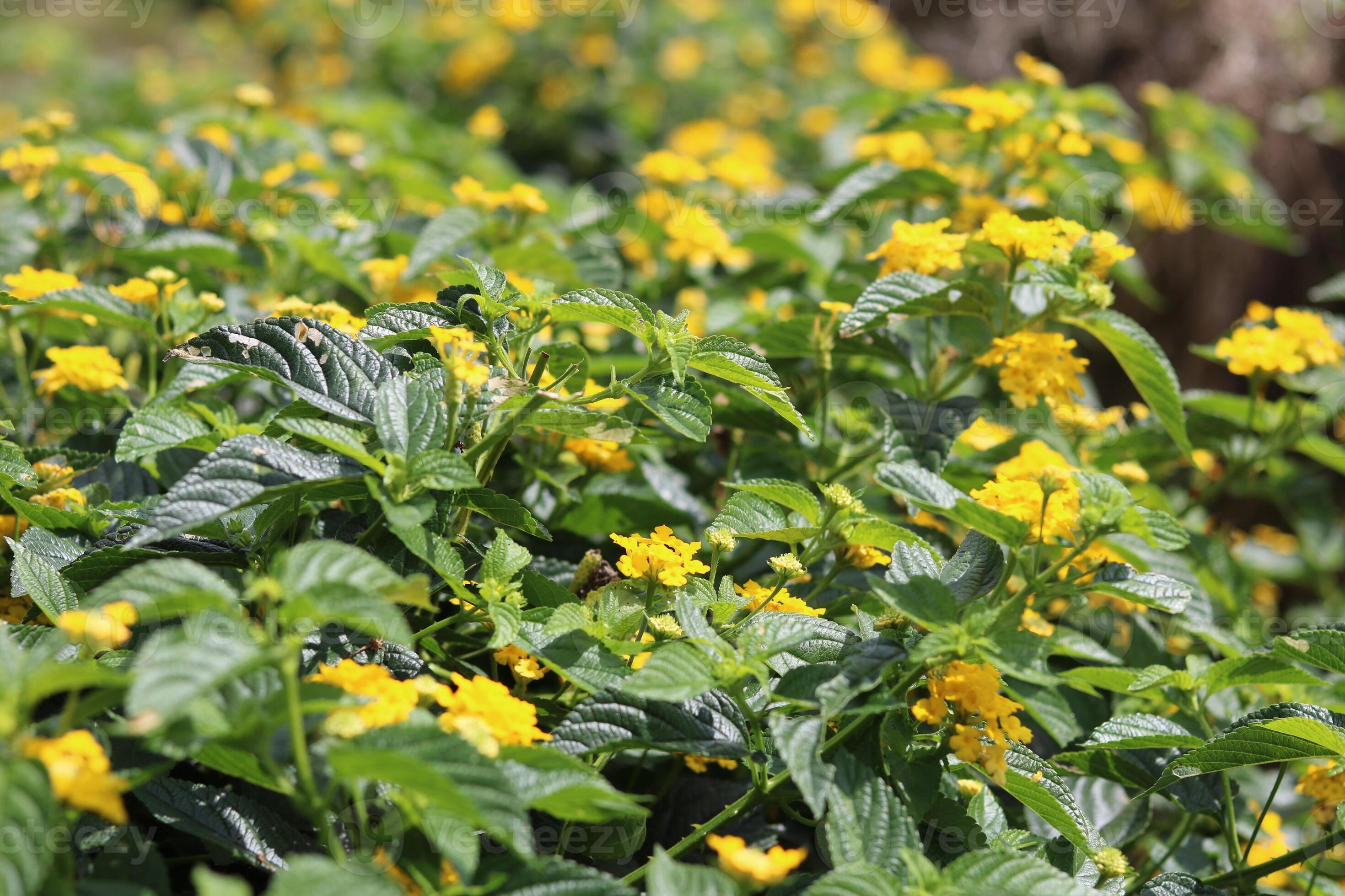 West Indian Lantana, colorful lantana camara in yellow color. Floral
