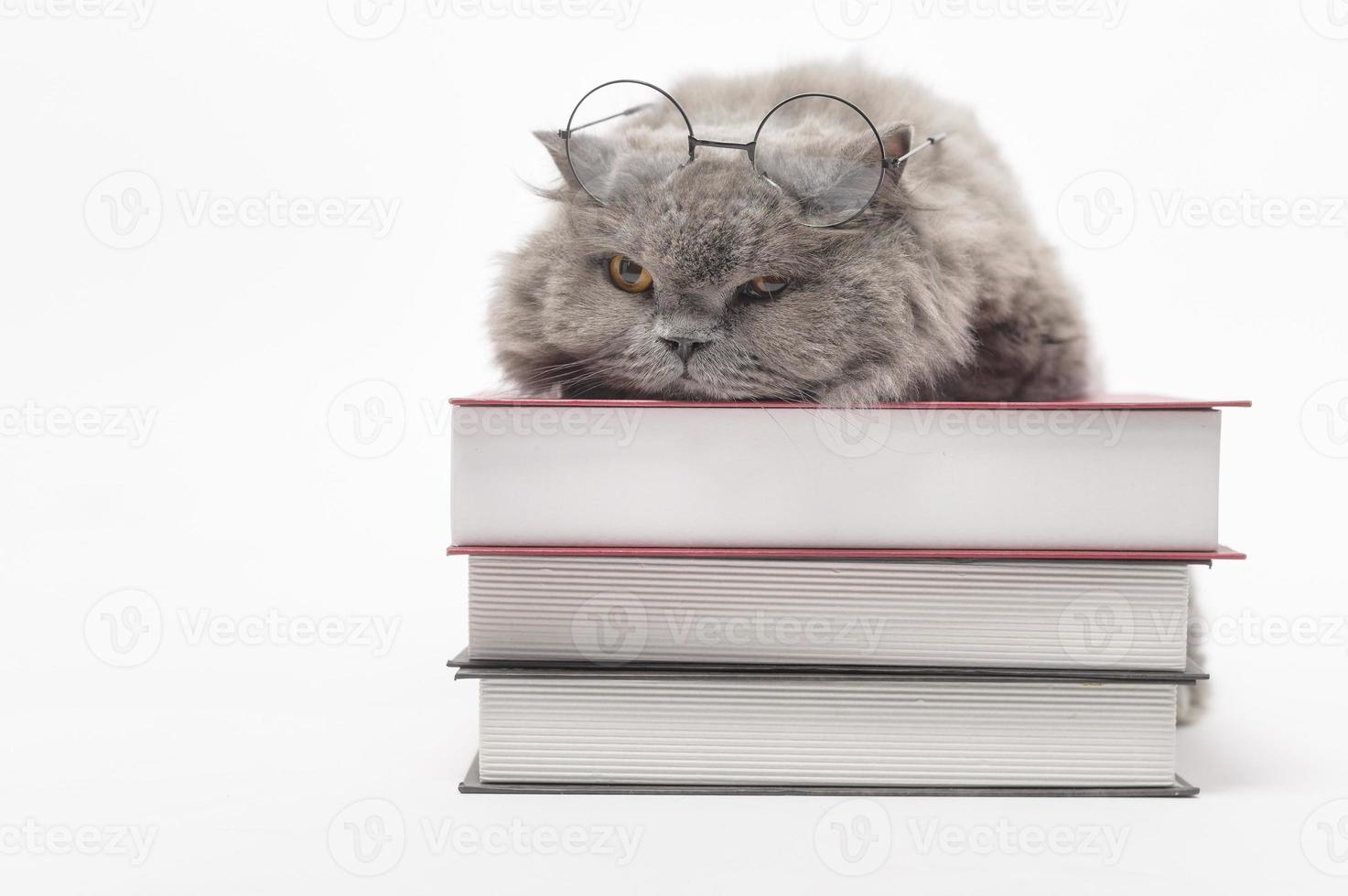 un retrato de un gato adorable escocés con texto sobre fondo blanco de estudio , concepto de educación . foto