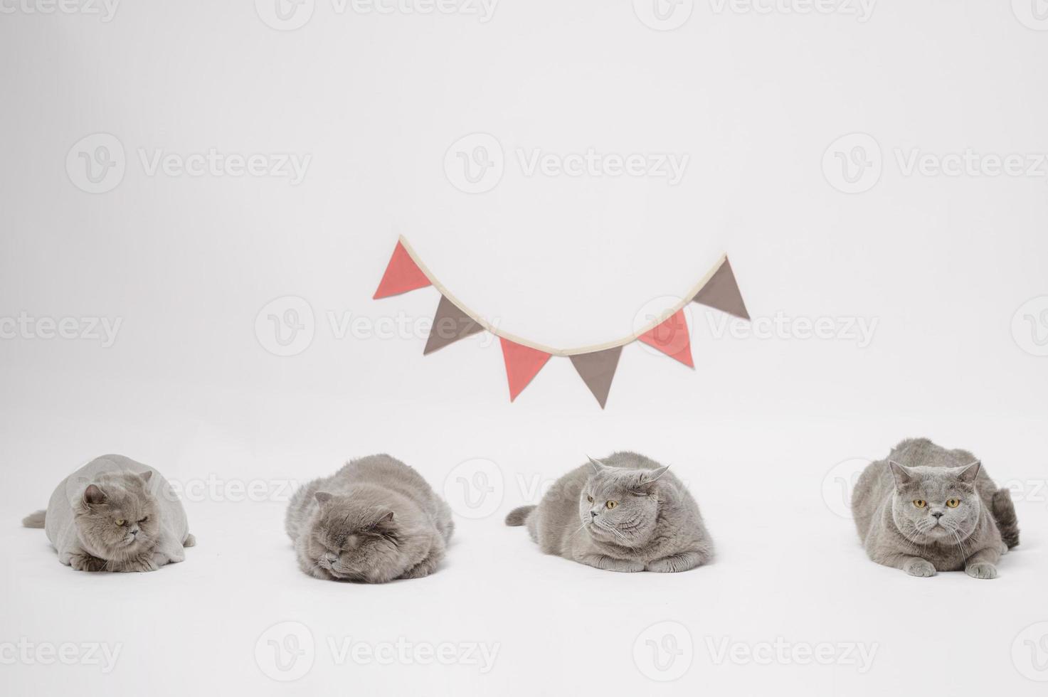 Portrait of A Scottish fold lovely cats on white studio background photo