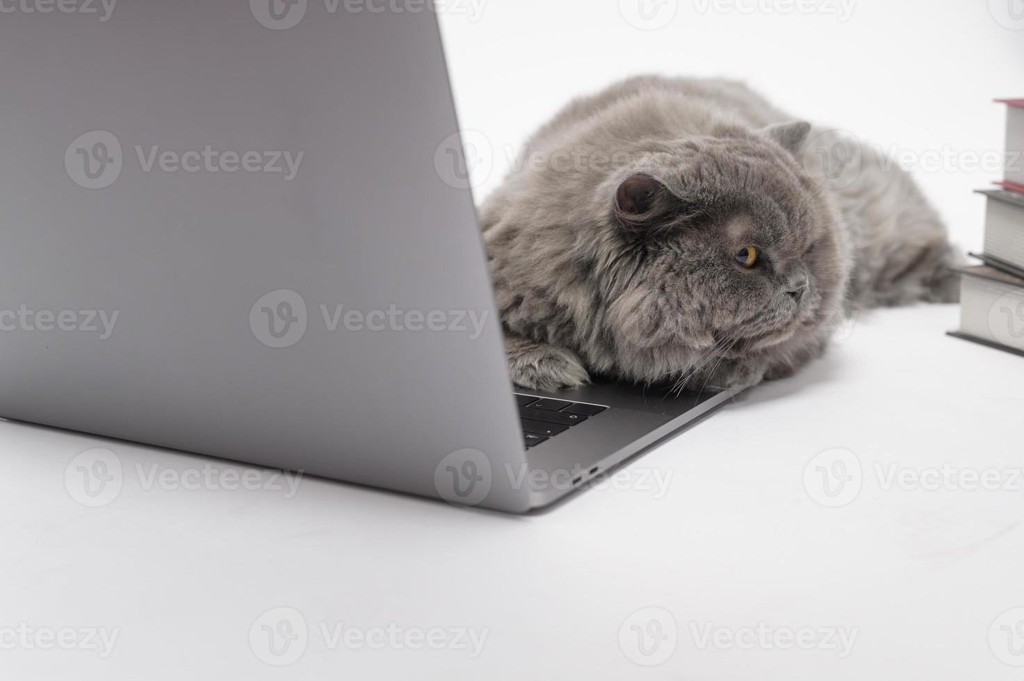 A Scottish fold lovely cat using laptop computer in studio photo