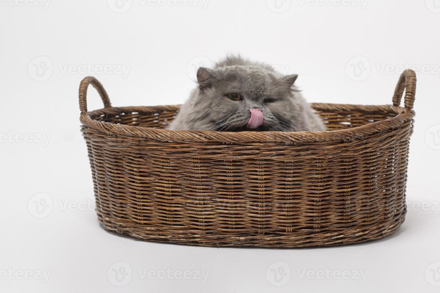 Portrait of A Scottish fold lovely cats on white studio background photo