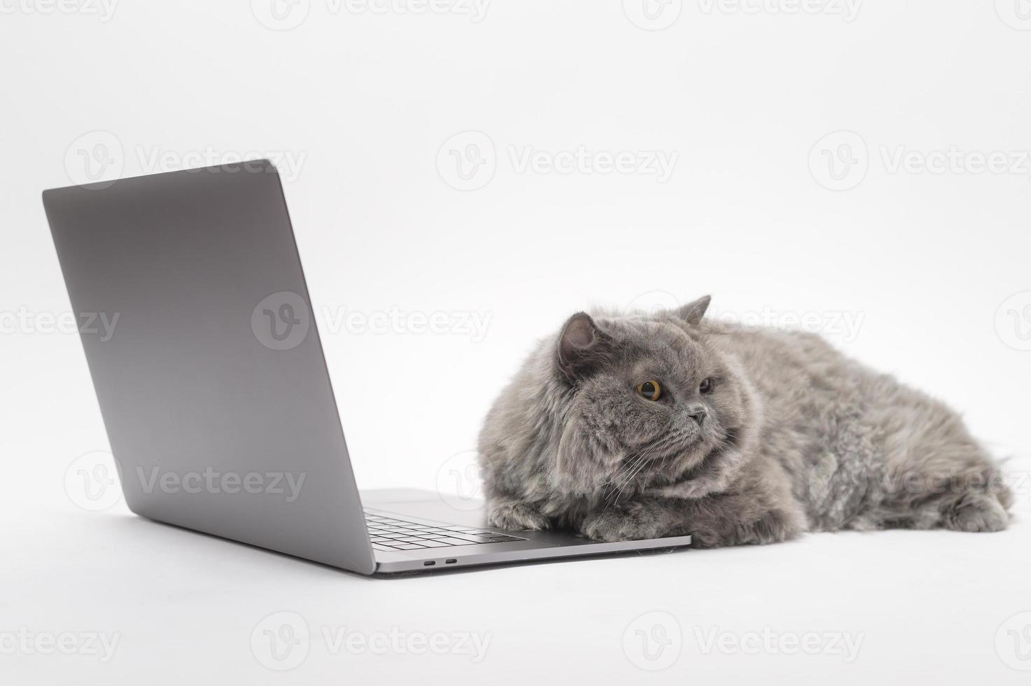 A Scottish fold lovely cat using laptop computer in studio photo