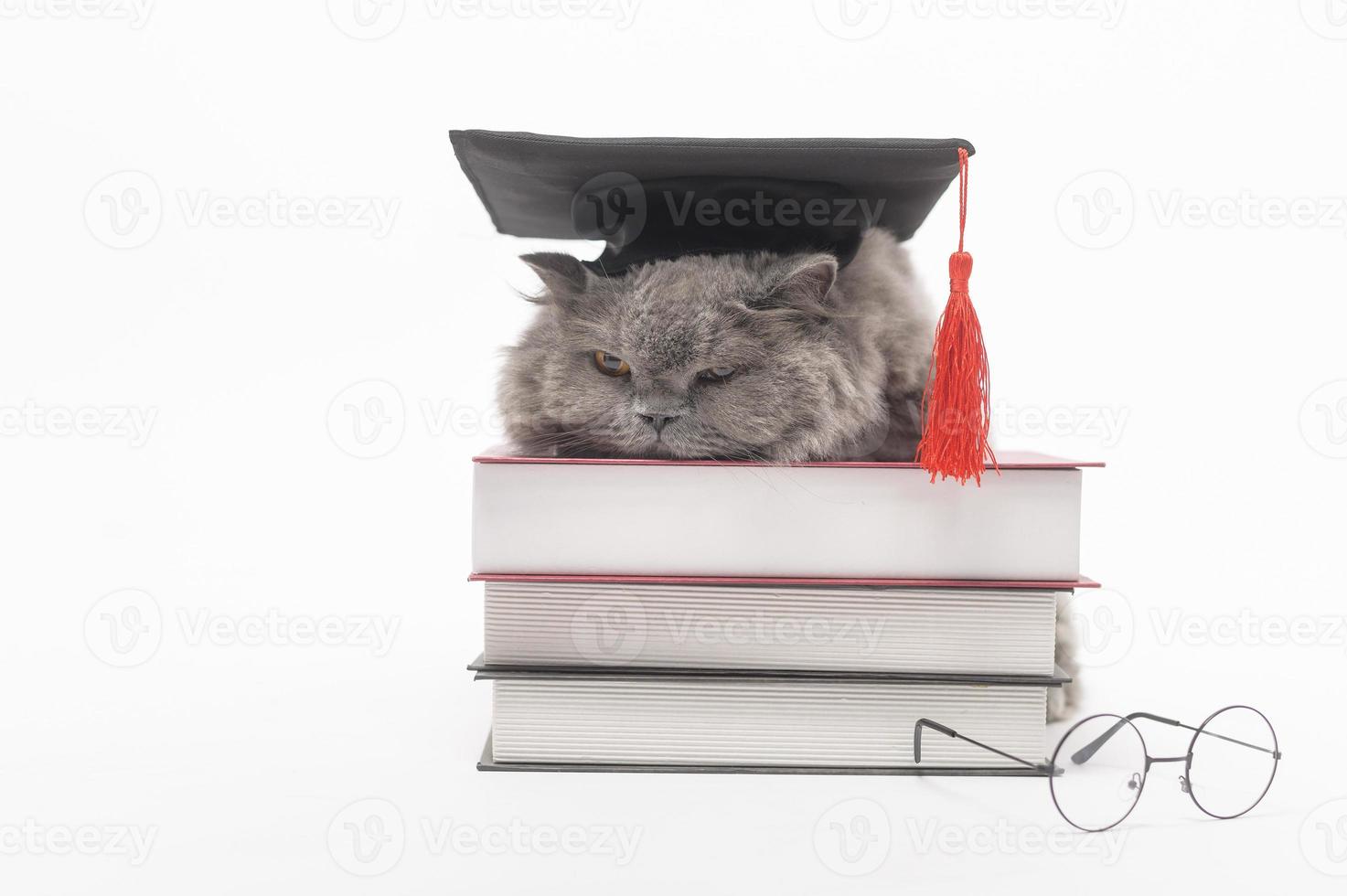 A Portrait of Scottish fold lovely cat with text back on white studio background , Education concept . photo