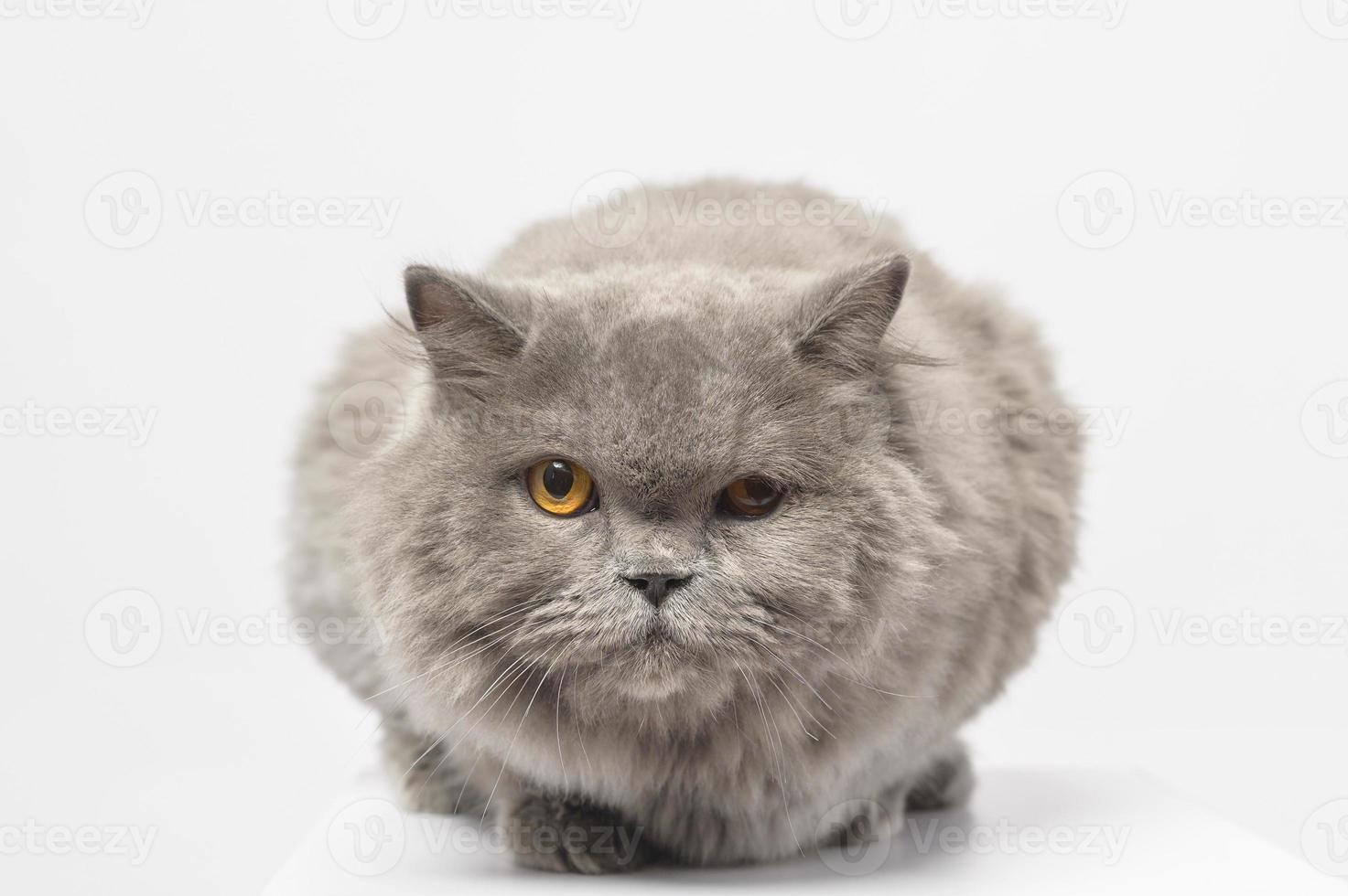 Portrait of A Scottish fold lovely cats on white studio background photo