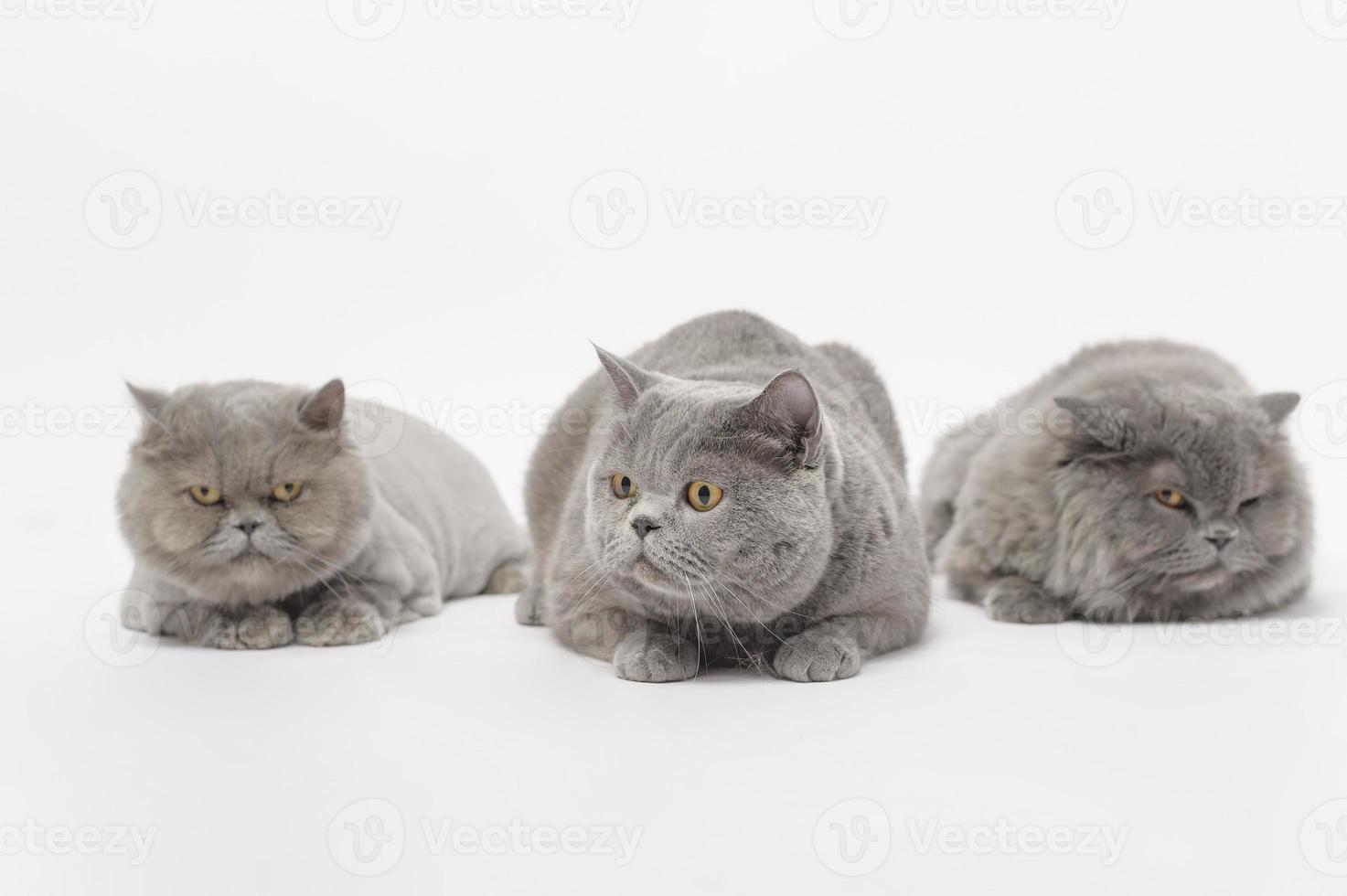 Portrait of A Scottish fold lovely cats on white studio background photo